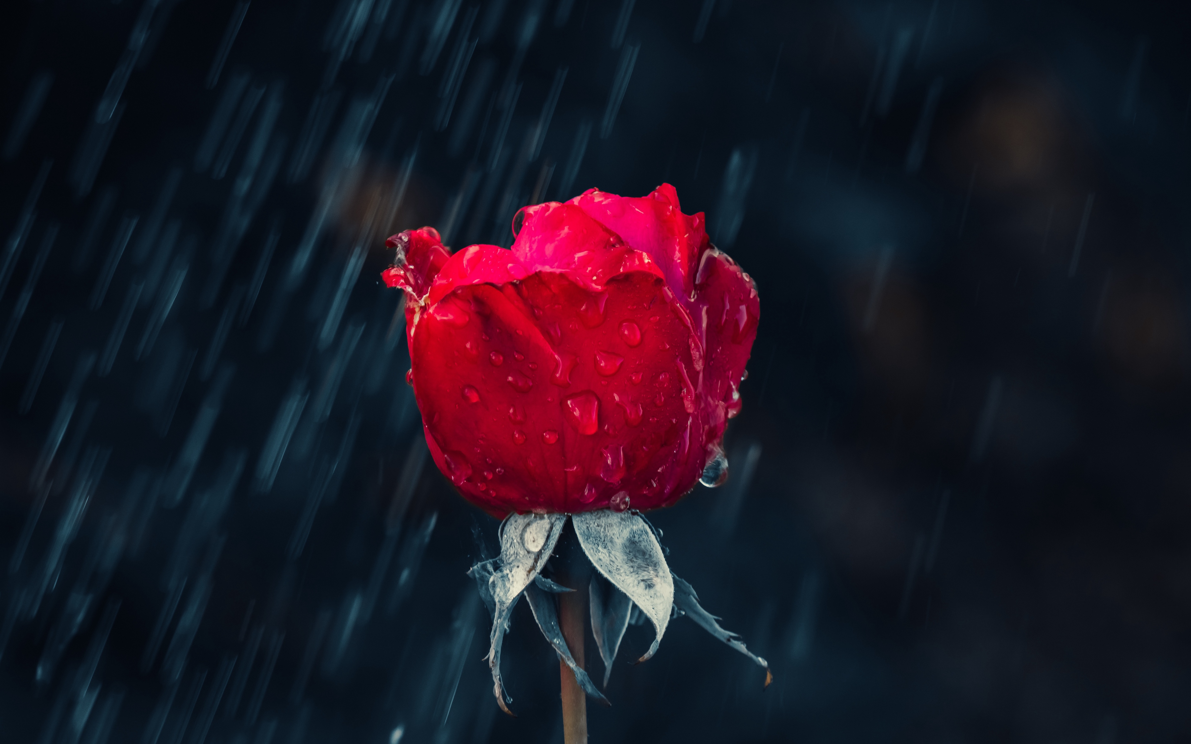Download Wallpaper - Red Roses In Rain , HD Wallpaper & Backgrounds
