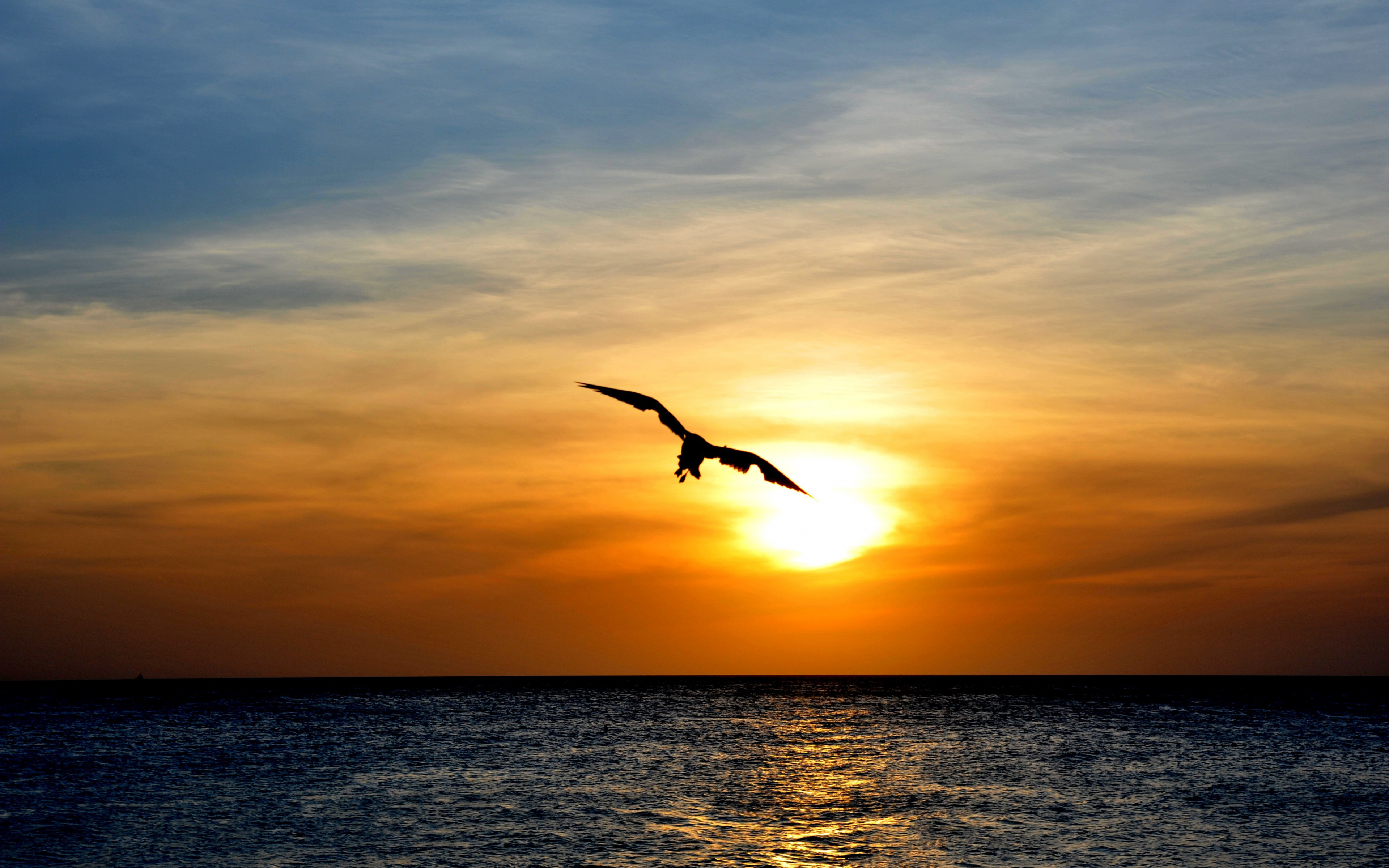 Download Wallpaper Bird Flying Over Sea, Sunset, Skyline - Bird Flying