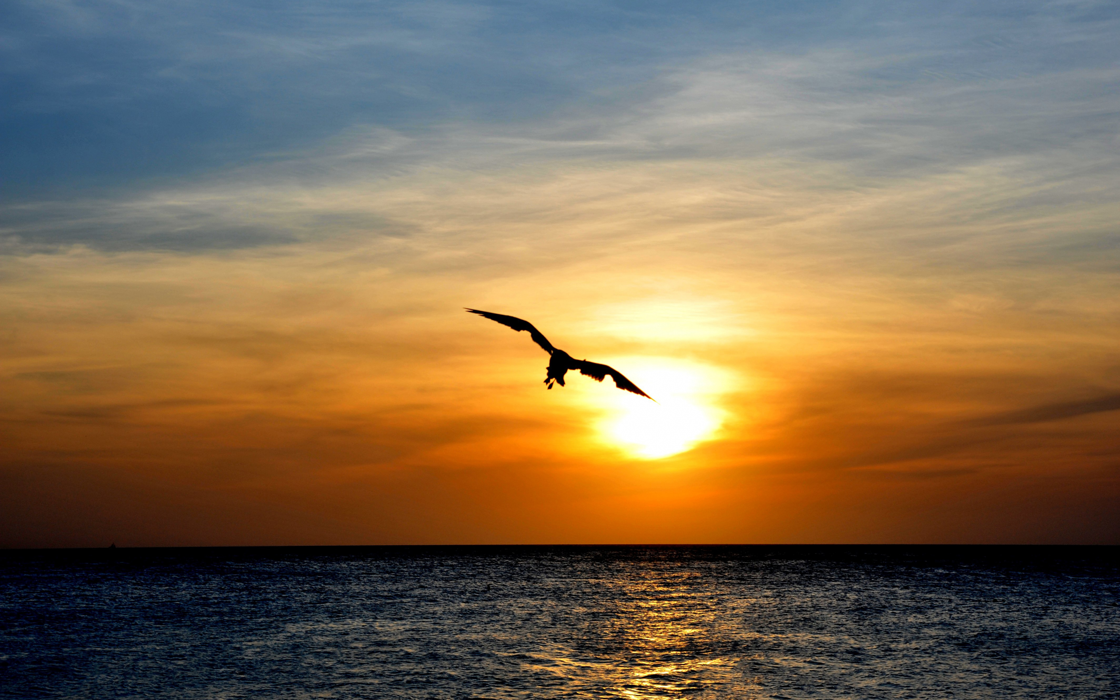 Wallpaper Bird Flying Over Sea, Sunset, Skyline - Bird Flying In The Sunset , HD Wallpaper & Backgrounds