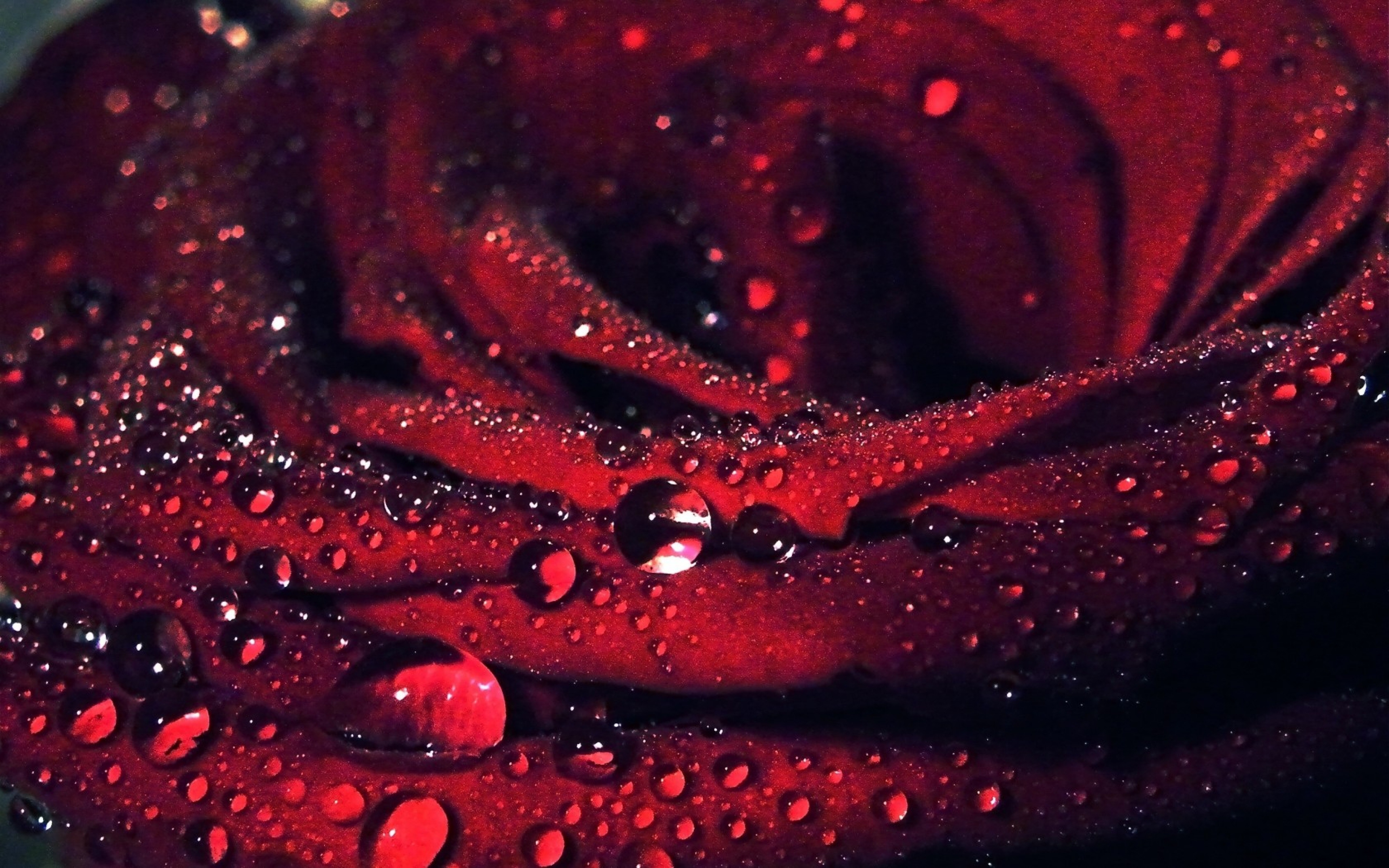 Red Macro Background - Rose With Dew Drops , HD Wallpaper & Backgrounds