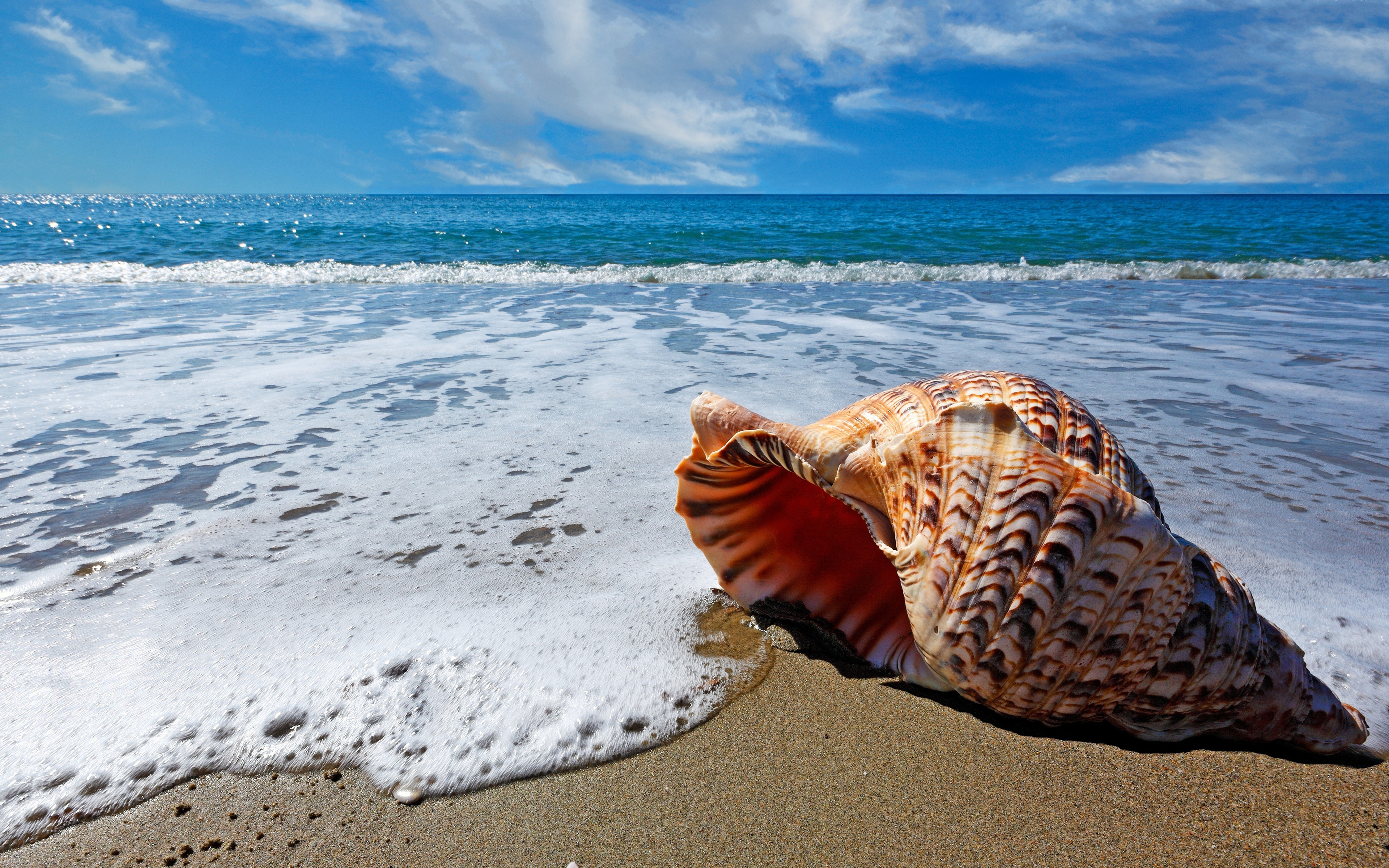 Sea Shell At 3840 X 2400 Size - Shell On The Shore , HD Wallpaper & Backgrounds