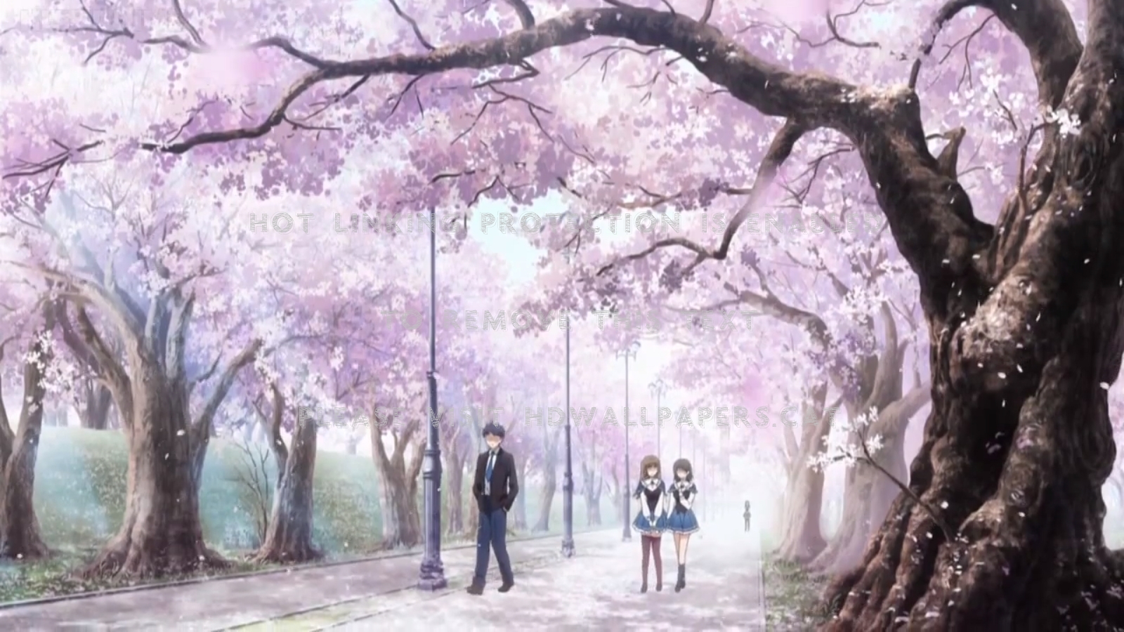 Cherry Blossom Anime Guy , HD Wallpaper & Backgrounds
