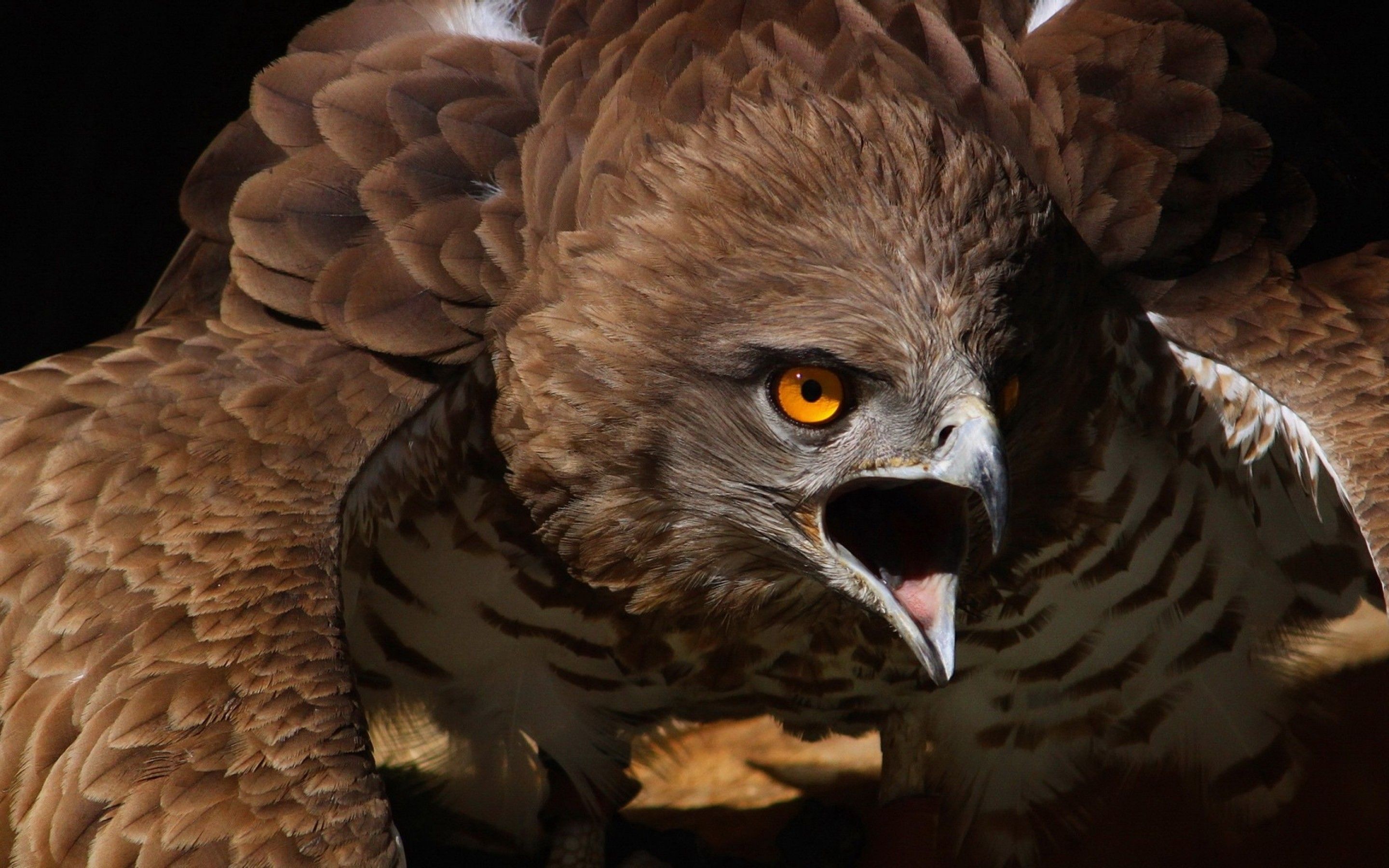 Aguila Birds Blanca Nature Wallpaper - Hawk Hd , HD Wallpaper & Backgrounds