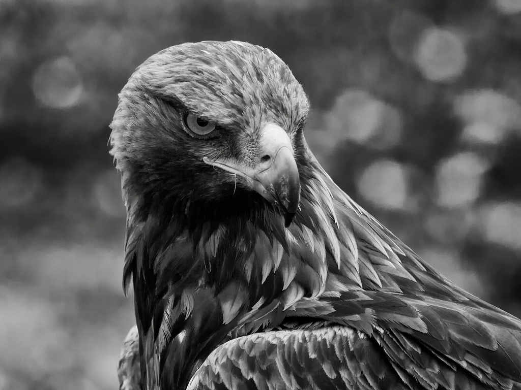 Aguila Wallpaper - Aguila Real (#1438764) - HD Wallpaper & Backgrounds