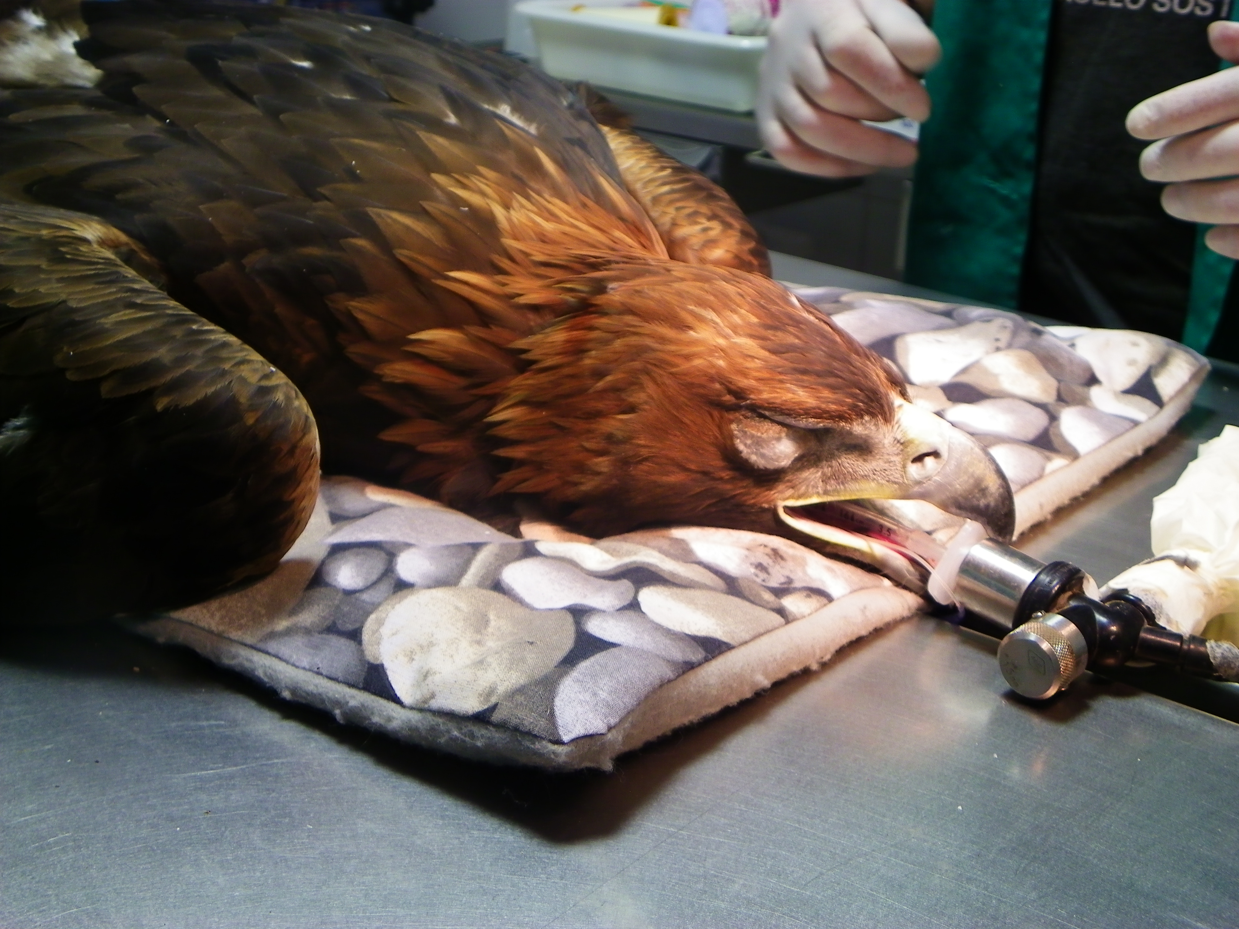 Revisión Águila Real - Exotic Animal Anesthesia , HD Wallpaper & Backgrounds