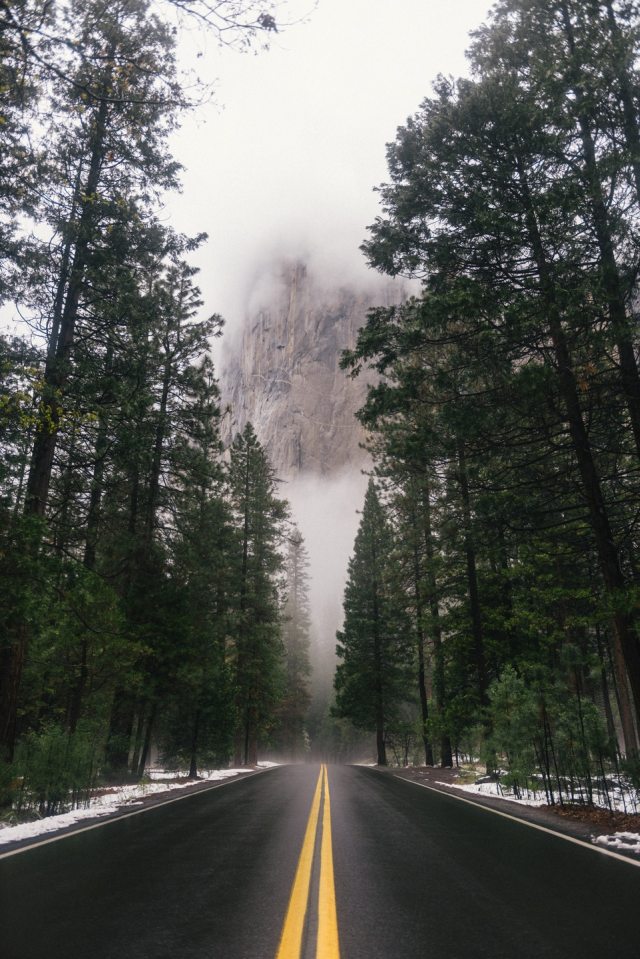 Road Passing Through Pine Tree Forest Wallpaper For - Pine Tree Wallpaper Iphone , HD Wallpaper & Backgrounds