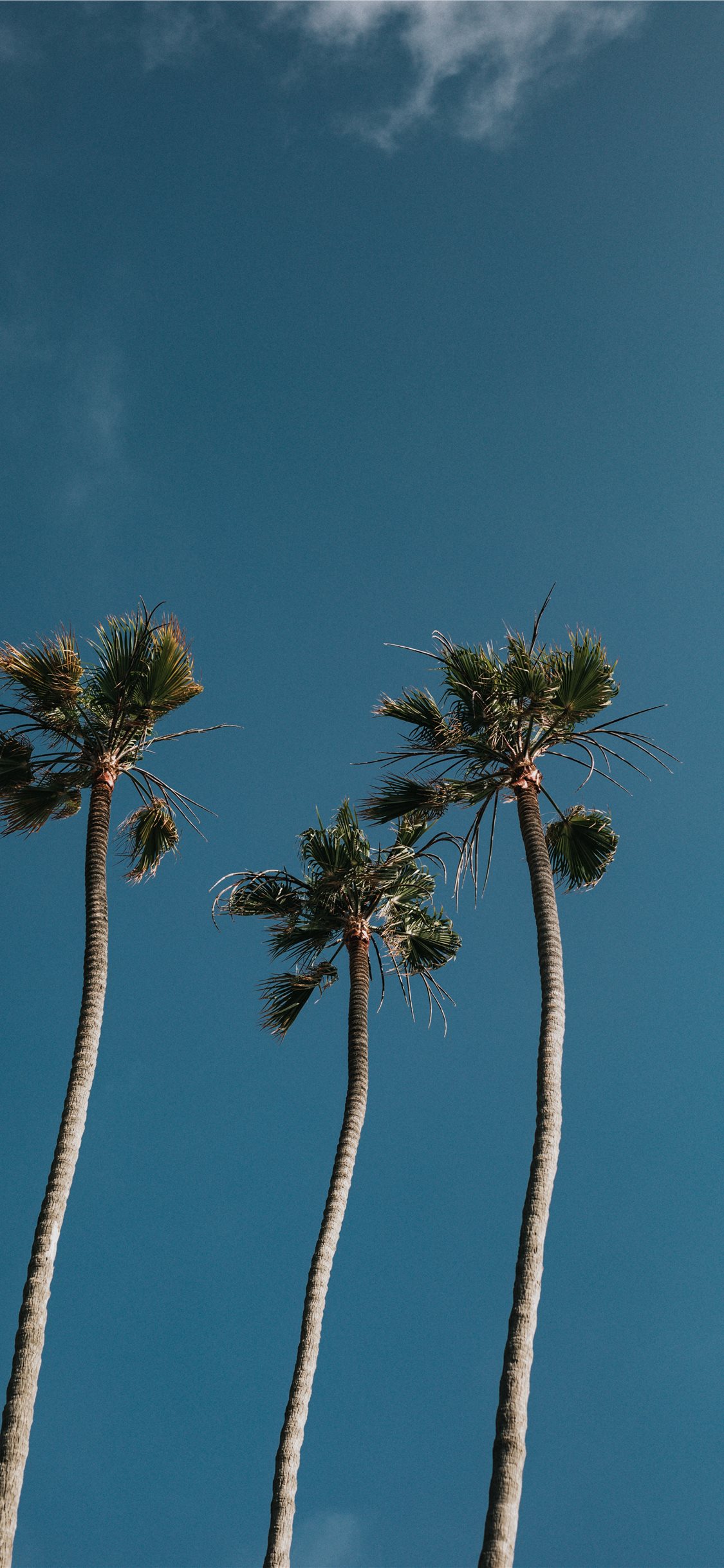 Palm Tree Trio Iphone X Wallpaper Palm Tree Wallpaper Iphone X