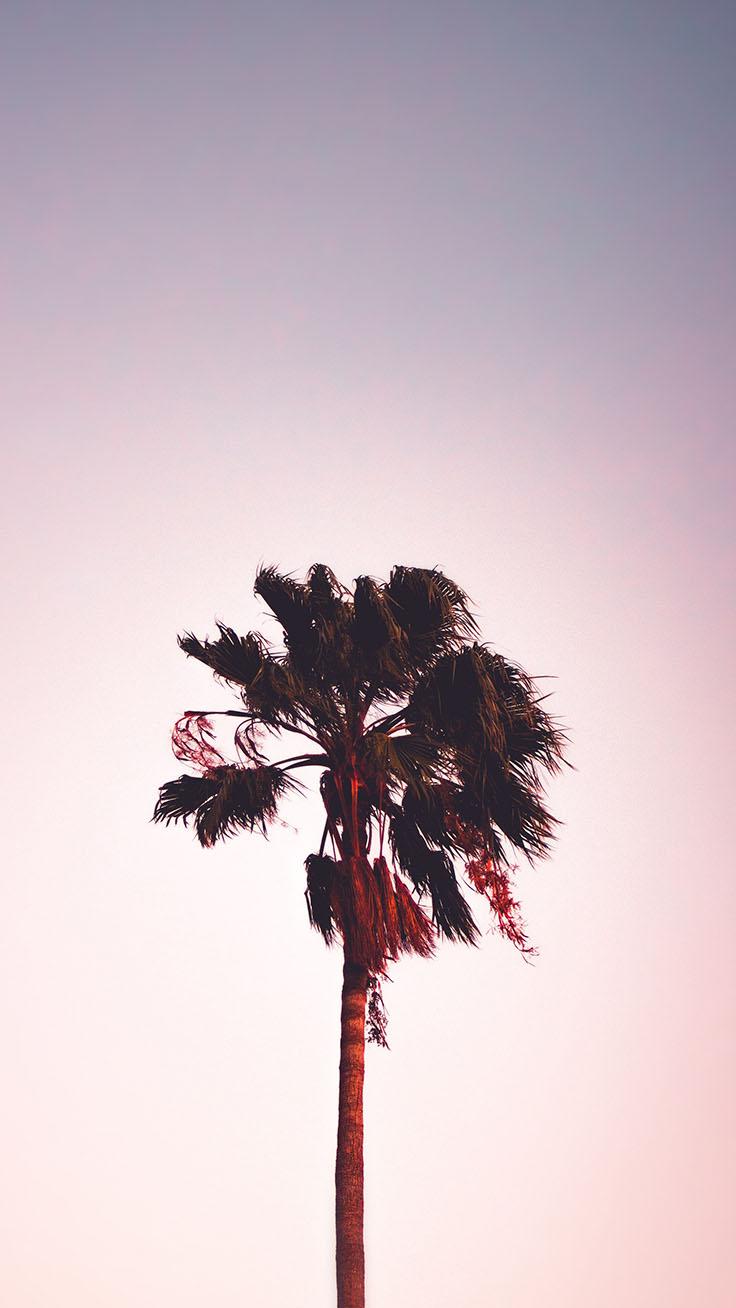 Palm Tree Iphone Wallpaper Collection By Www - Ikson Thinkin , HD Wallpaper & Backgrounds