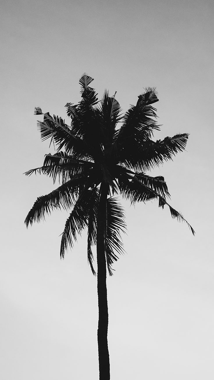 Palm Tree Iphone Wallpaper Collection By Www - Palm Wallpaper Iphone , HD Wallpaper & Backgrounds