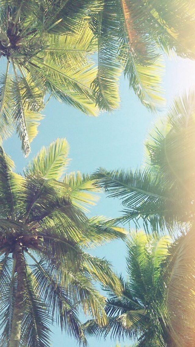 Palm Tree Iphone Wallpaper 278320 - Palm Tree Wallpaper Iphone 5 , HD Wallpaper & Backgrounds