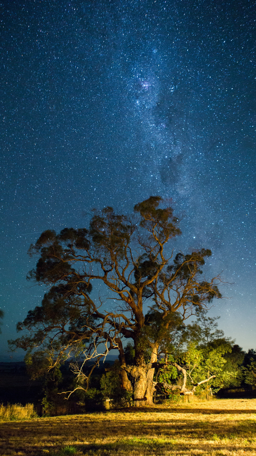 Tree, Star, Sky And Milky Iphone Wallpaper - If You Realize How Powerful Your Thoughts , HD Wallpaper & Backgrounds