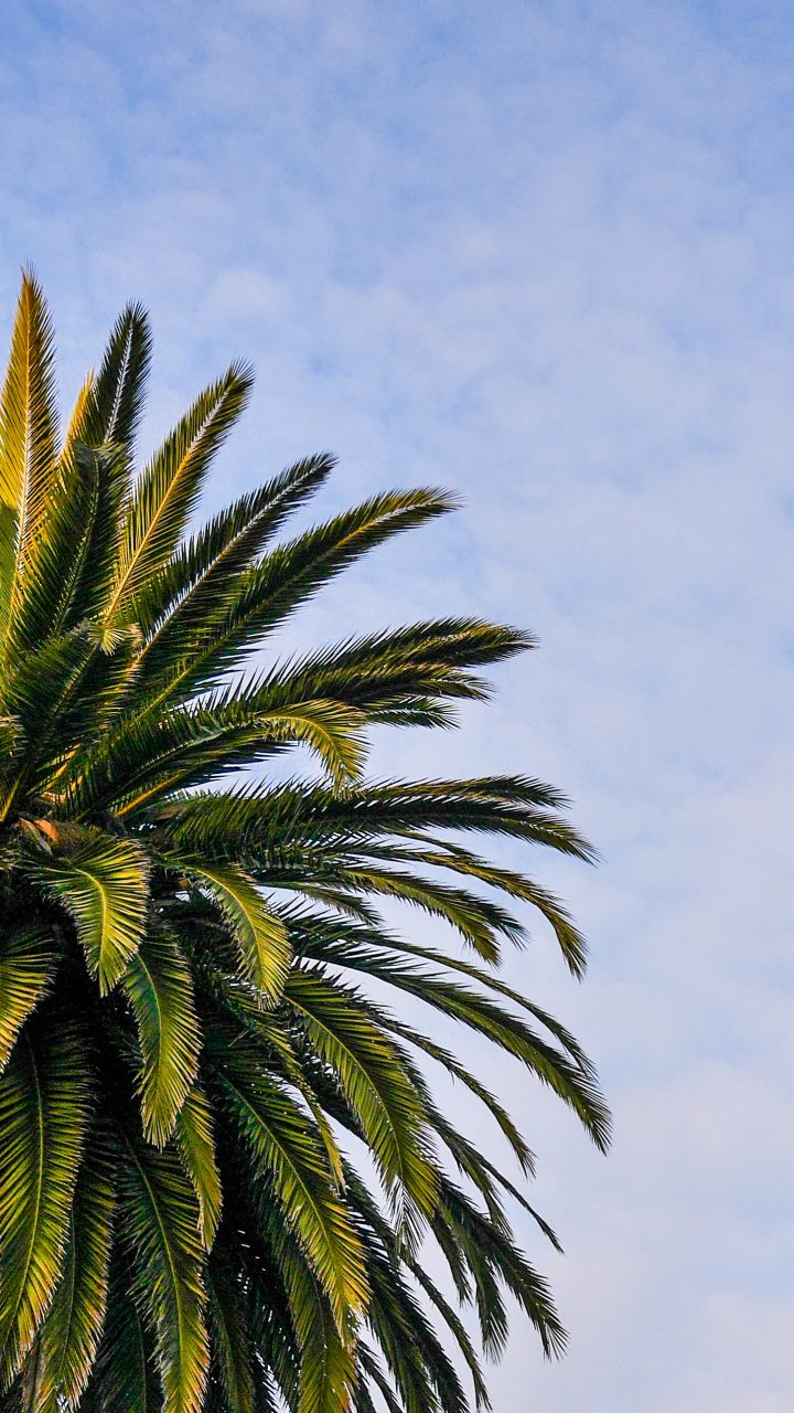 Palm - Iphone Wallpaper Palm Trees , HD Wallpaper & Backgrounds