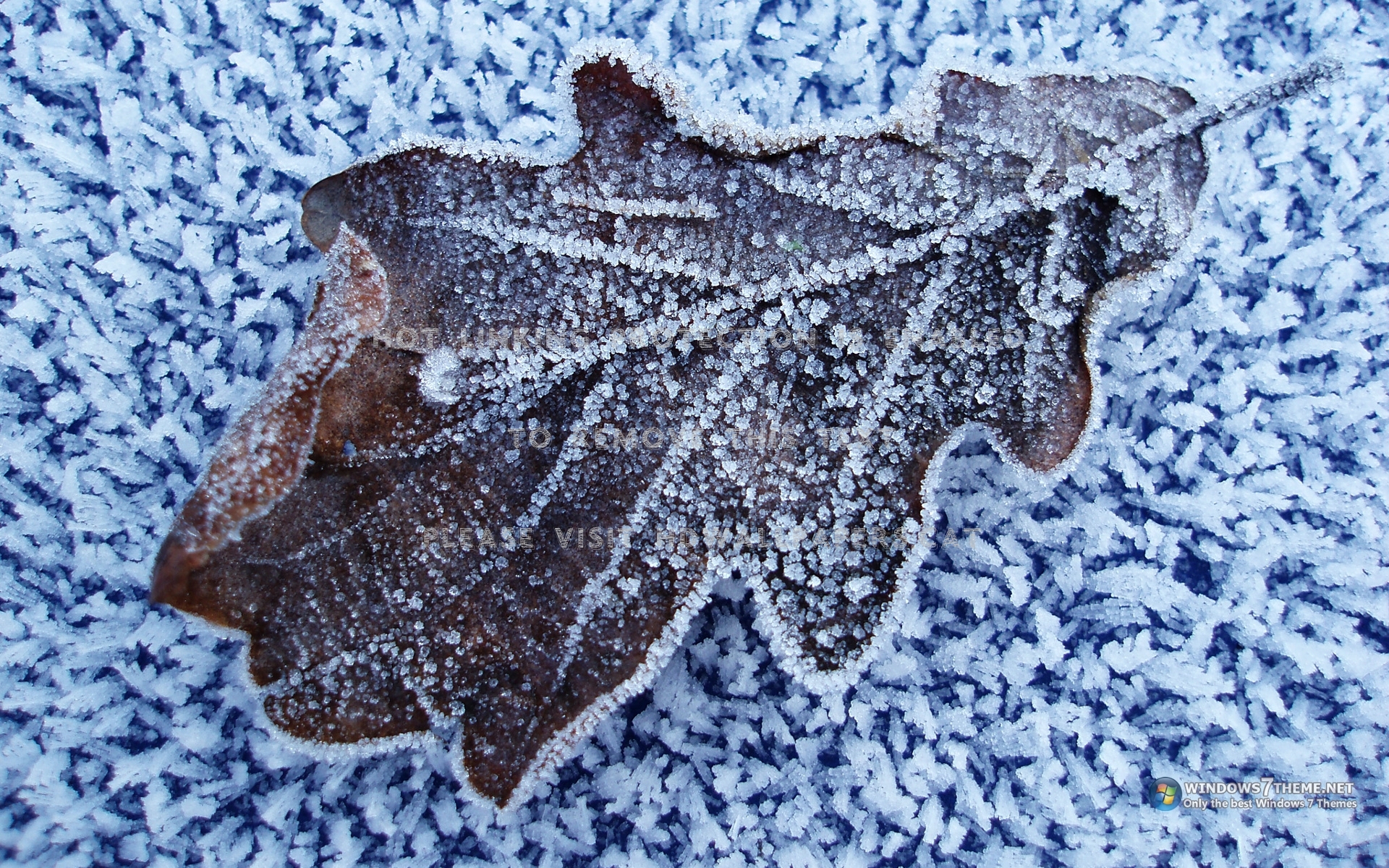 Leaf In The Winter , HD Wallpaper & Backgrounds