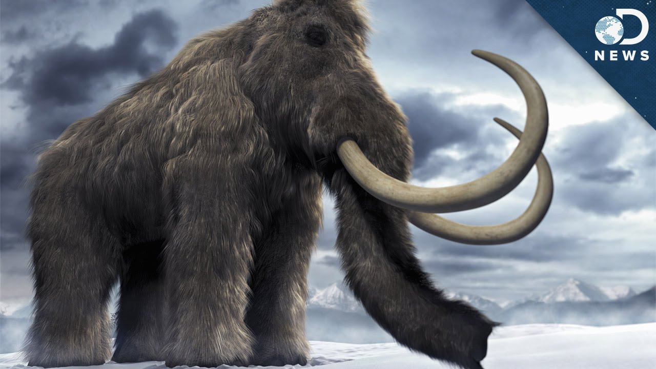 Woolly Mammoth Hd Wallpaper - Ice Age Real Mammoth , HD Wallpaper & Backgrounds