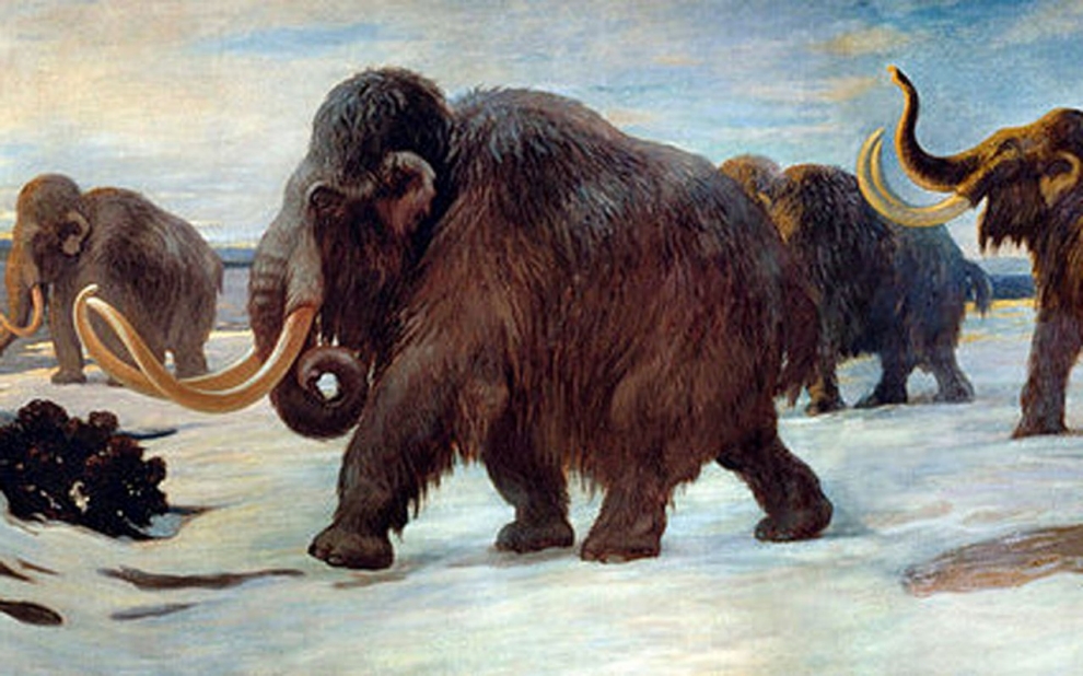 Woolly Mammoth - Wooly Mammoths , HD Wallpaper & Backgrounds