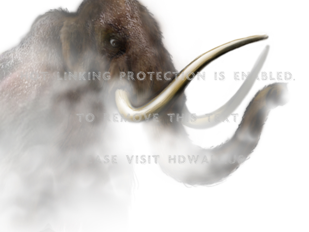 Indian Elephant , HD Wallpaper & Backgrounds