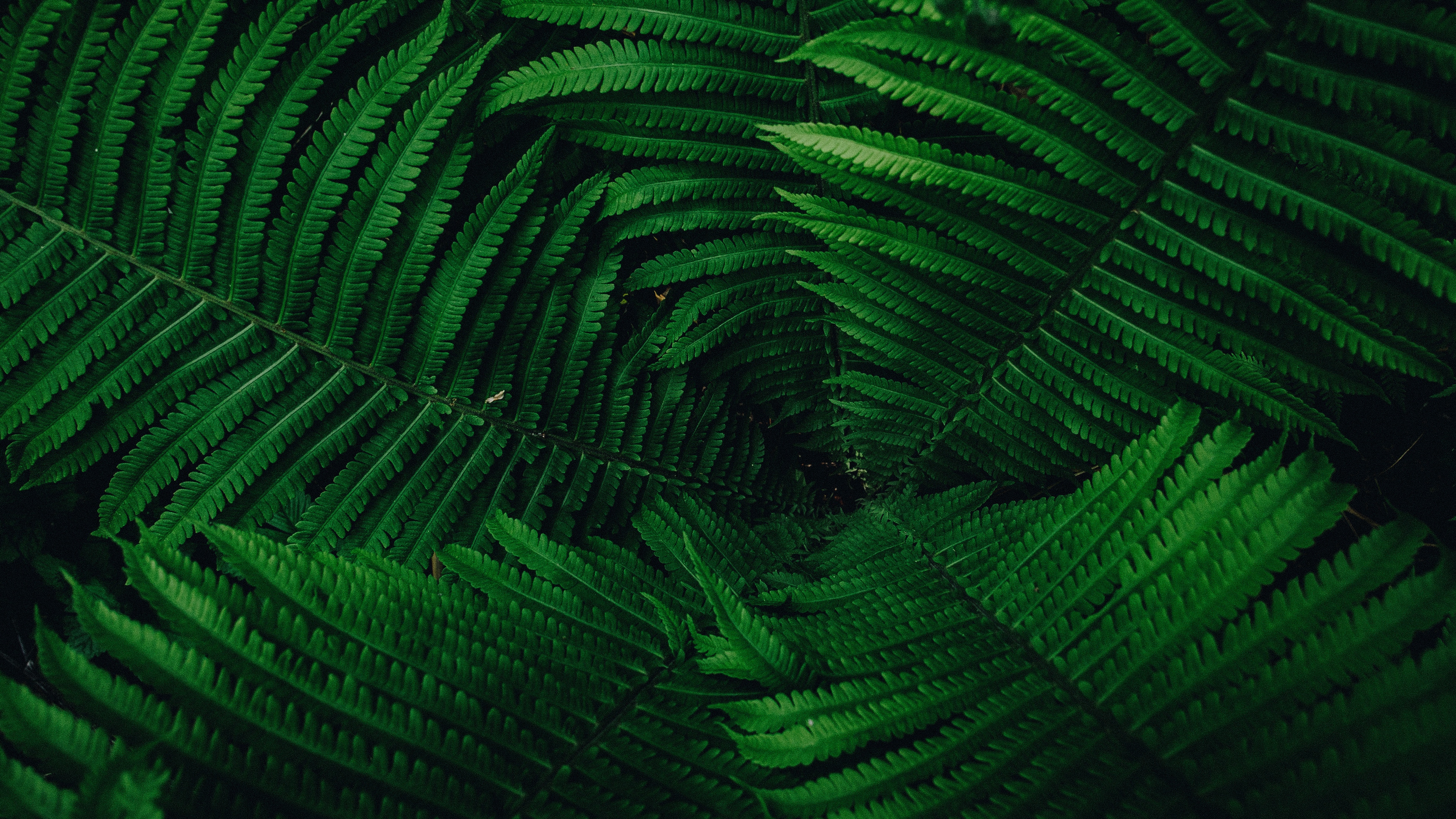 Wallpaper Plant, Leaves, Green - Green Wallpaper 4k Hd , HD Wallpaper & Backgrounds