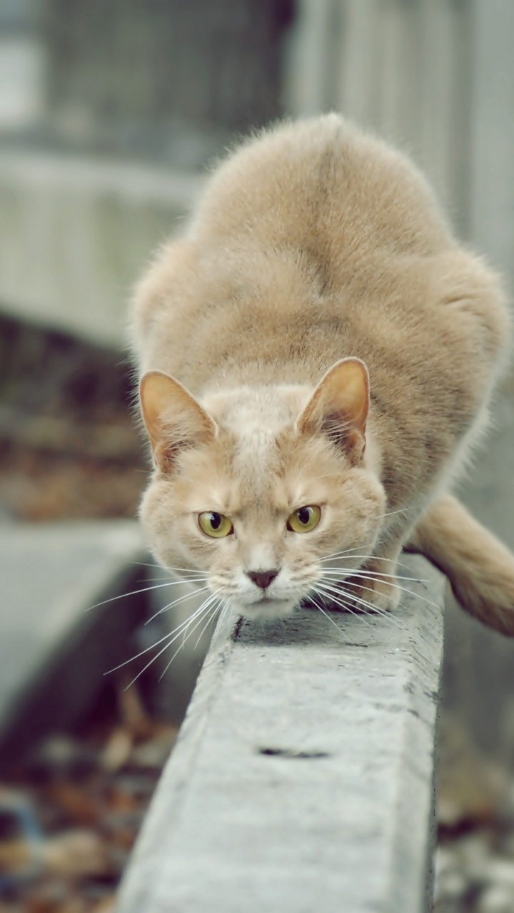 Wallpaper Cat, Attention, Willingness, Jump, Attack - Cat Hunter , HD Wallpaper & Backgrounds
