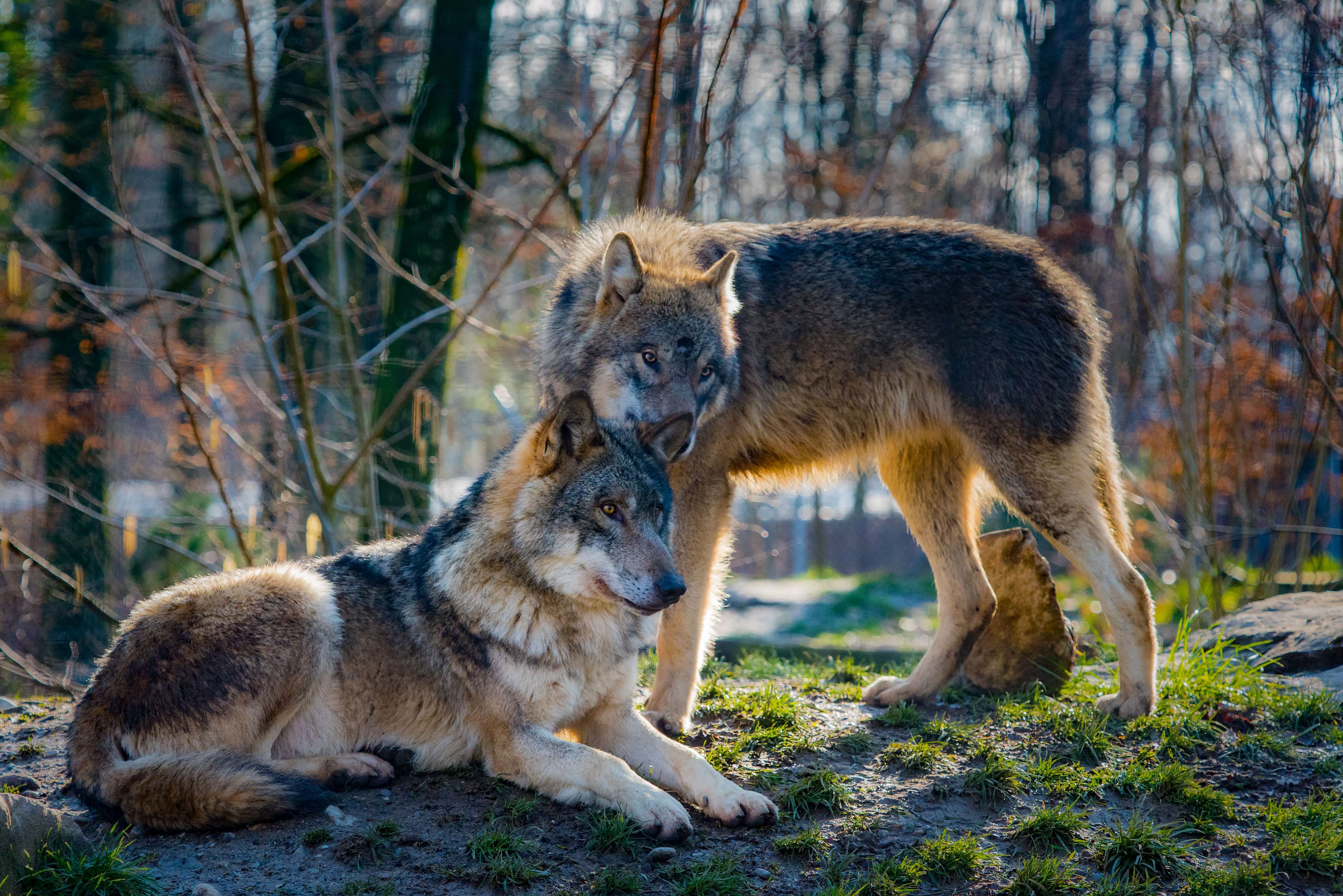 Animal, Attention, Love, Mammal, Predator, Wildlife - Wolves Yellowstone Park , HD Wallpaper & Backgrounds