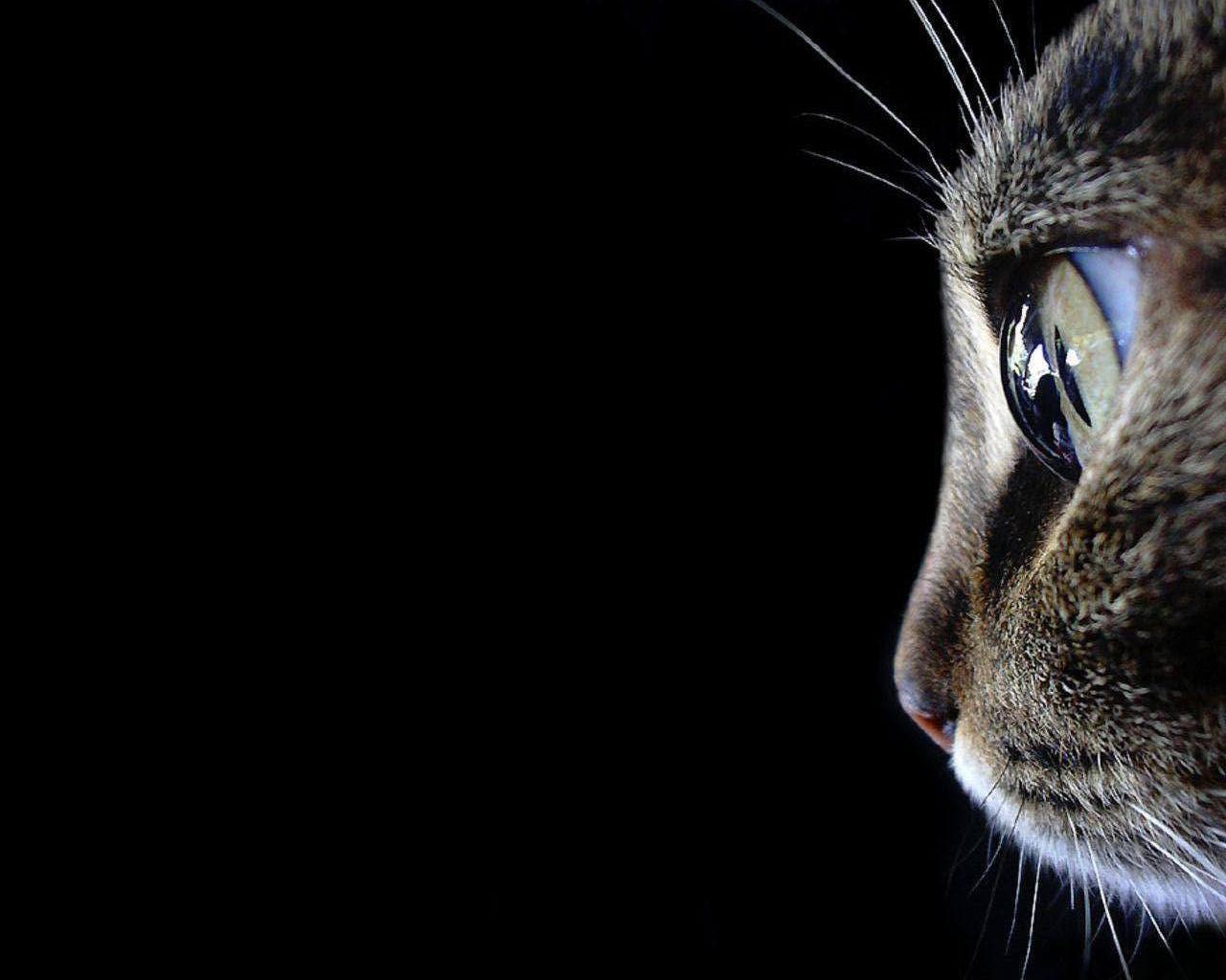 Cat Wallpaper And Background Image - Untethered In Space , HD Wallpaper & Backgrounds