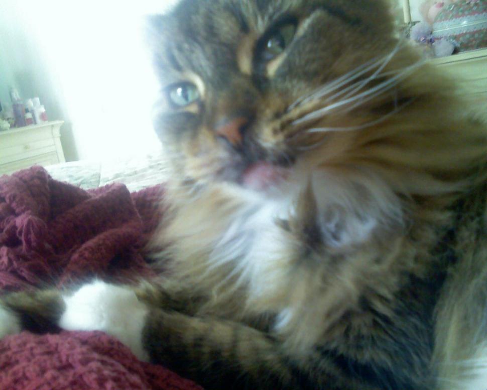 Gracie Marie Brown Cat Mackeral Tabby Maine Coon Hd Domestic
