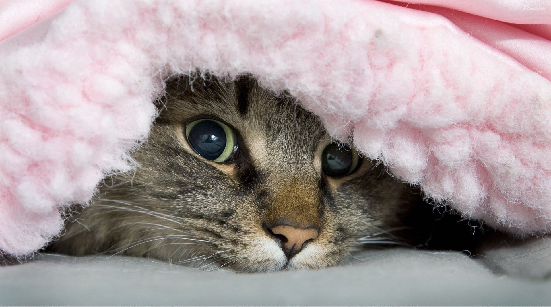 Cat With Blanket , HD Wallpaper & Backgrounds