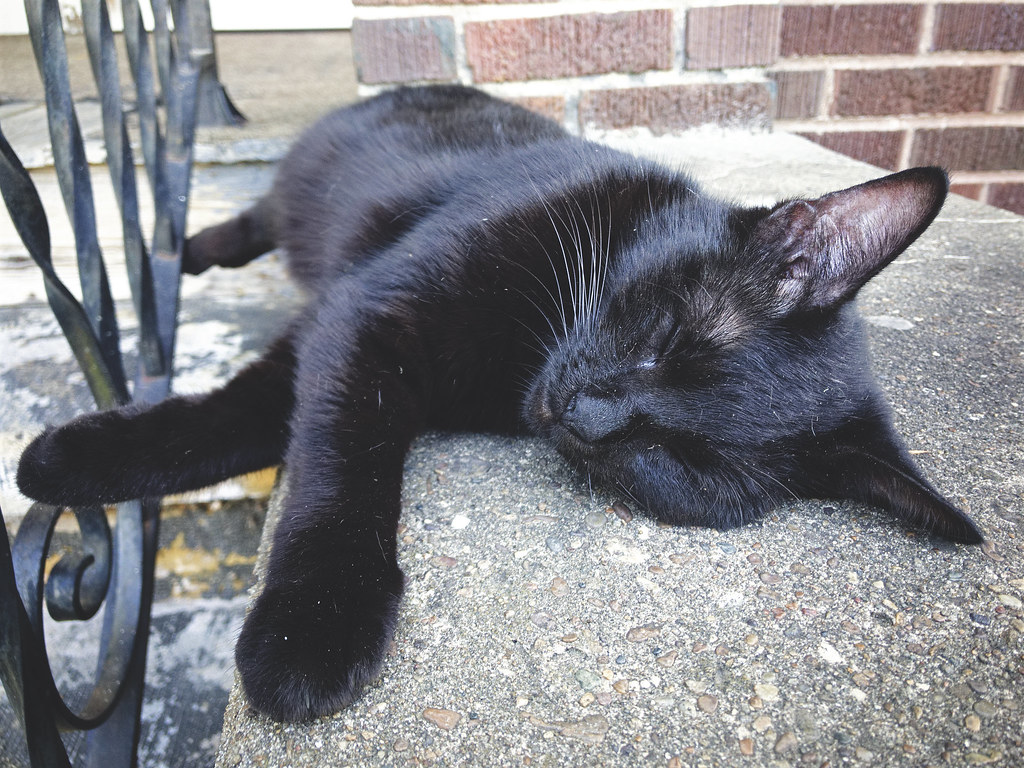 Cat Nap - Black Cat , HD Wallpaper & Backgrounds