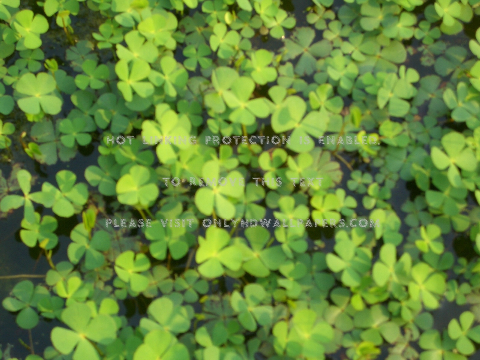 Shamrock (#1446846) - HD Wallpaper & Backgrounds Download