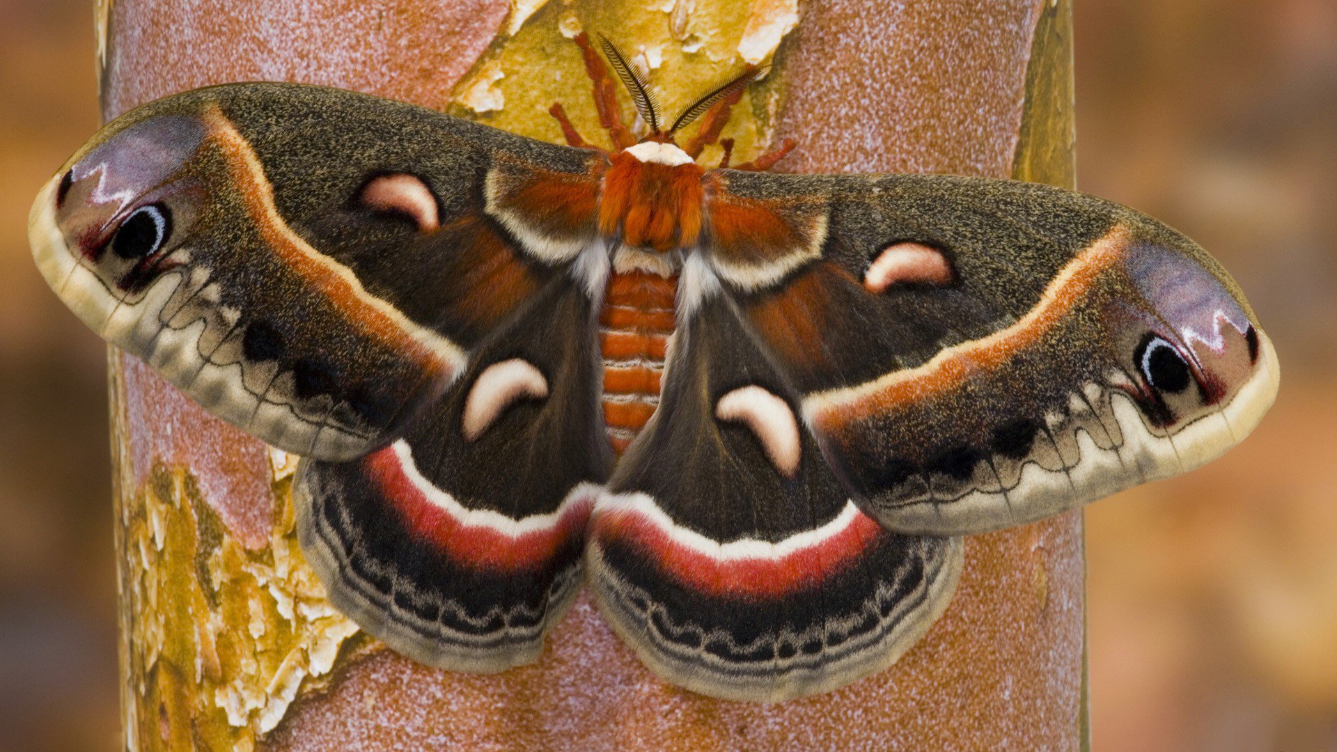 Hd Wallpaper - Facts About Moths , HD Wallpaper & Backgrounds