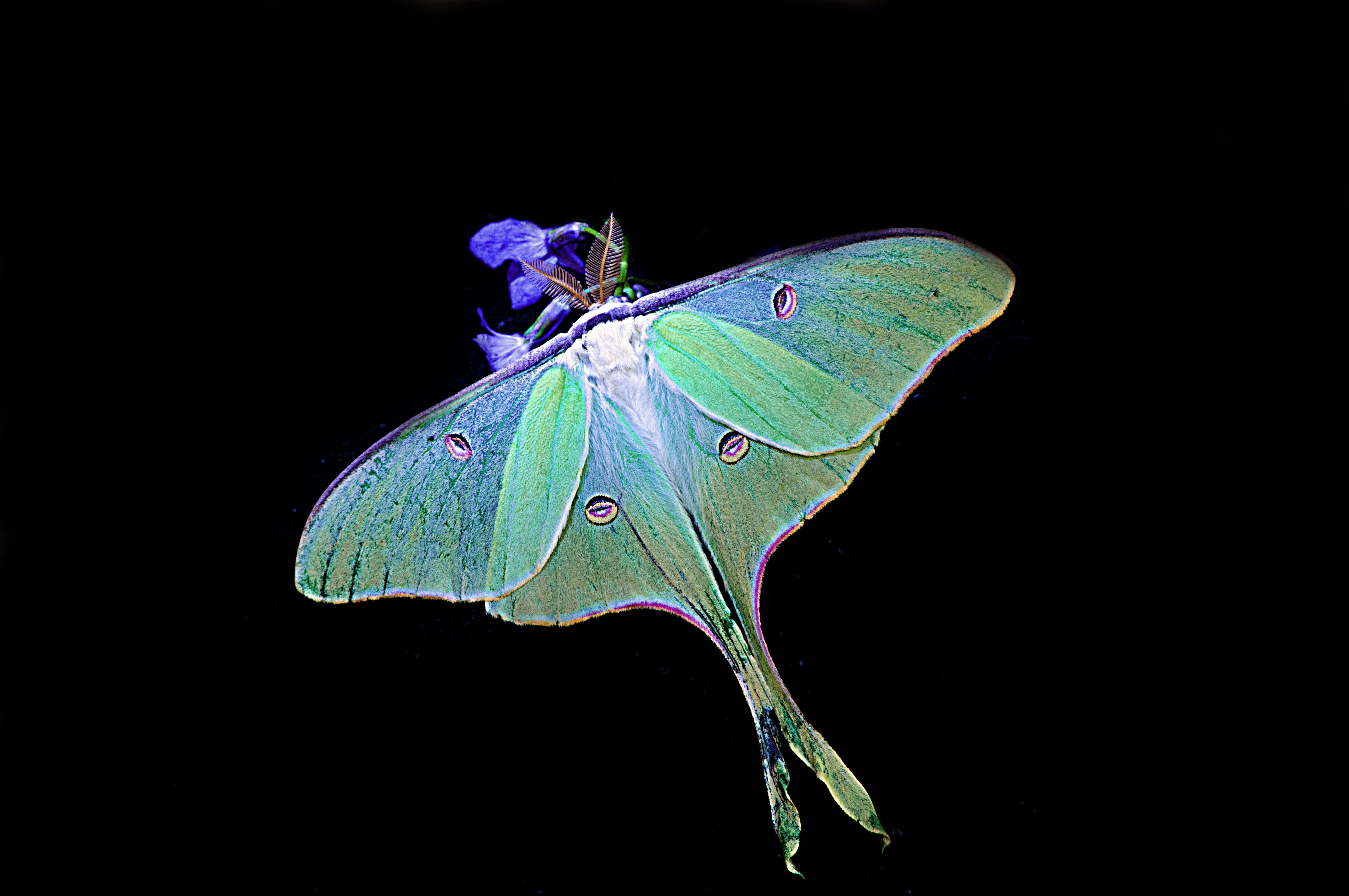 Moth Wallpaper - Luna Moth , HD Wallpaper & Backgrounds