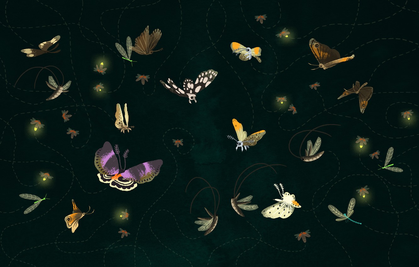 Photo Wallpaper Flight, Butterfly, Trajectory, Moths - Fox Is Black , HD Wallpaper & Backgrounds