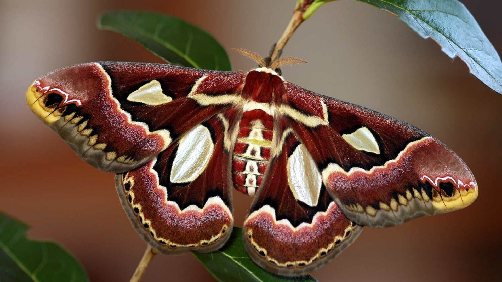 Wallpaper Desktop Moth - Rothschildia Moth , HD Wallpaper & Backgrounds
