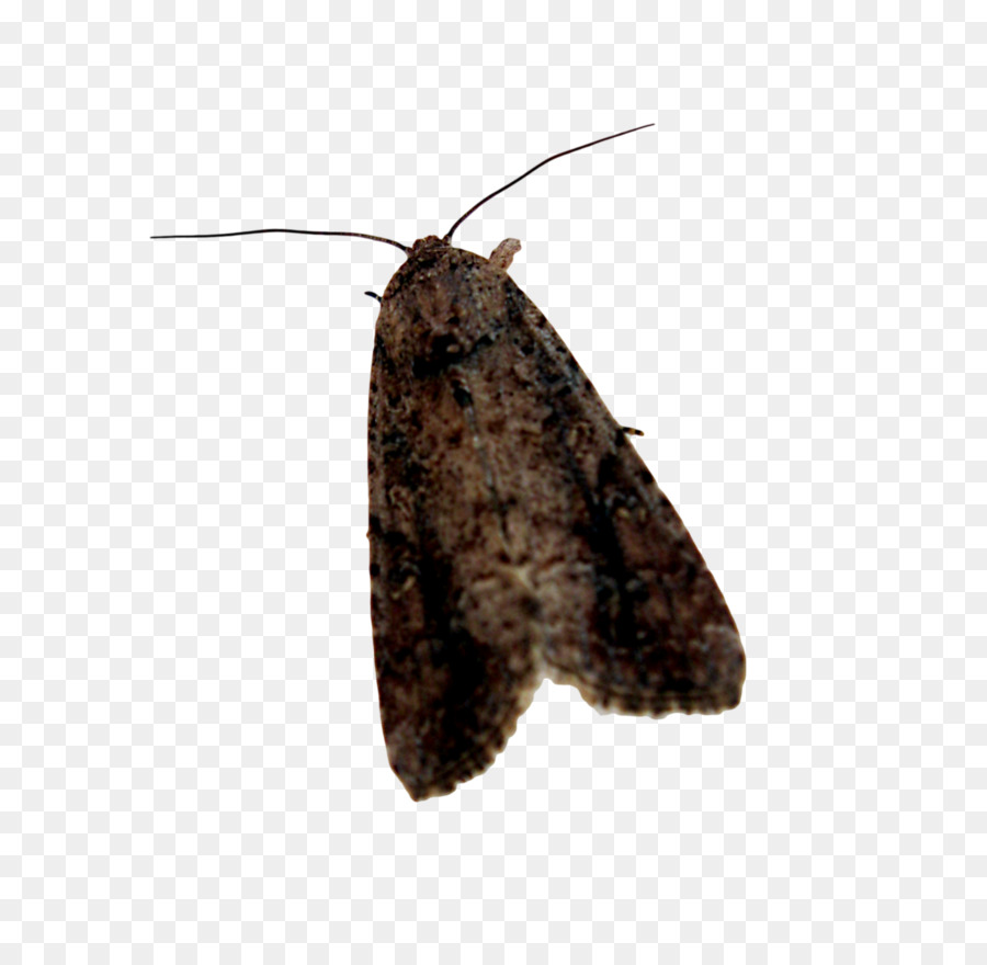 Butterfly, Moth, Desktop Wallpaper Png - Transparent Background Moth Png , HD Wallpaper & Backgrounds