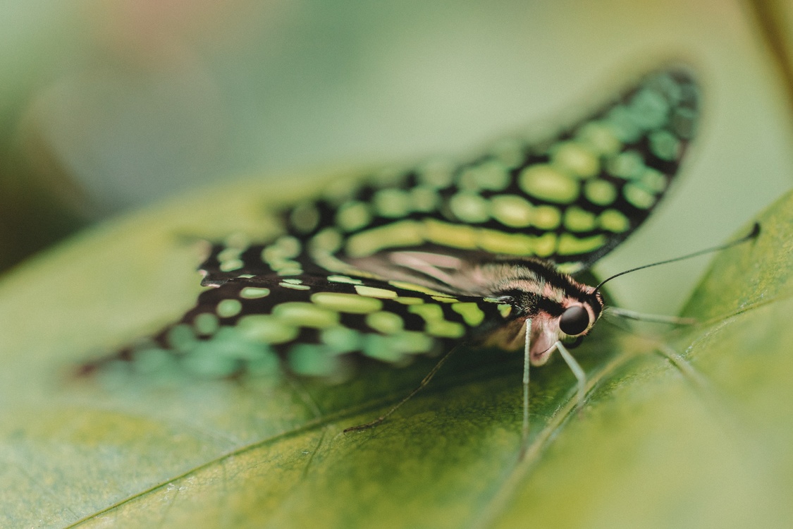 Butterfly Insect Bird Desktop Wallpaper Moth - Lepidoptera , HD Wallpaper & Backgrounds