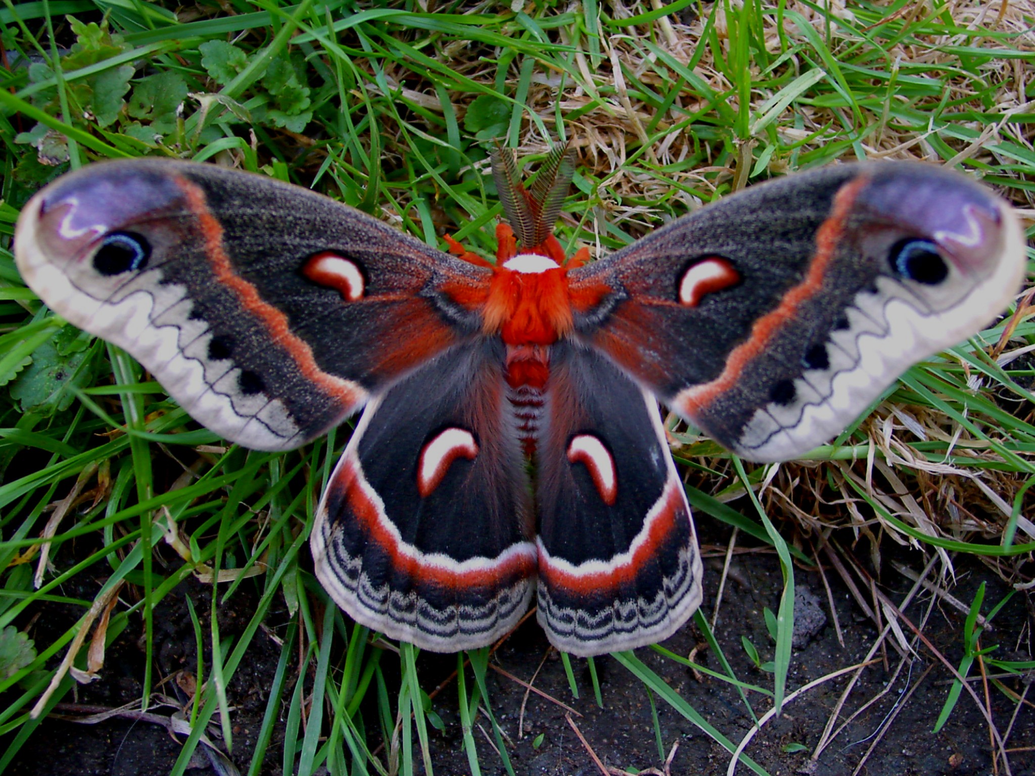 Cecropia Moth Wallpaper - Cecropia Moth , HD Wallpaper & Backgrounds