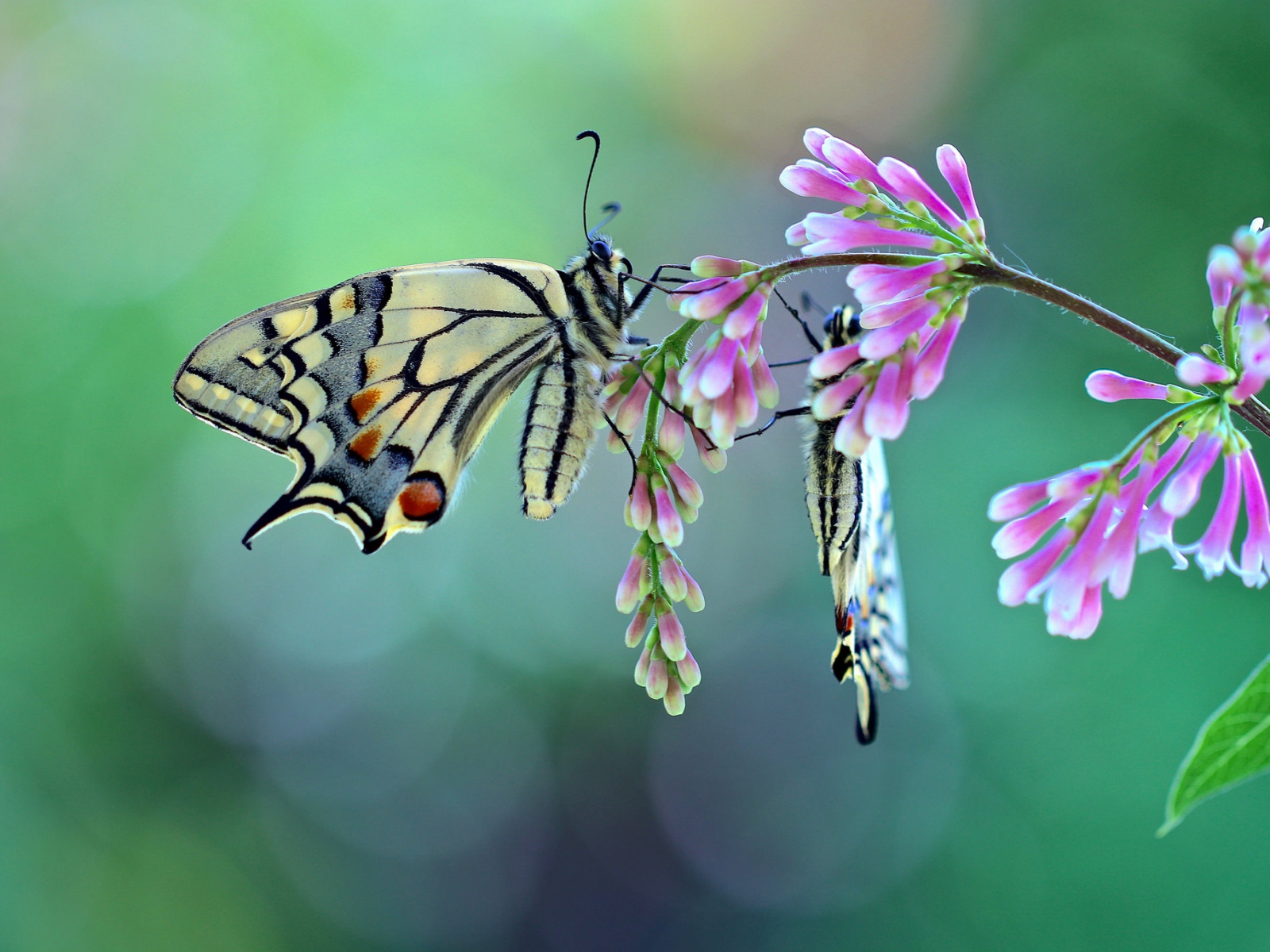 Moth, Flora, Borboleta, Moths And Butterflies, Insect - Papilio Machaon , HD Wallpaper & Backgrounds