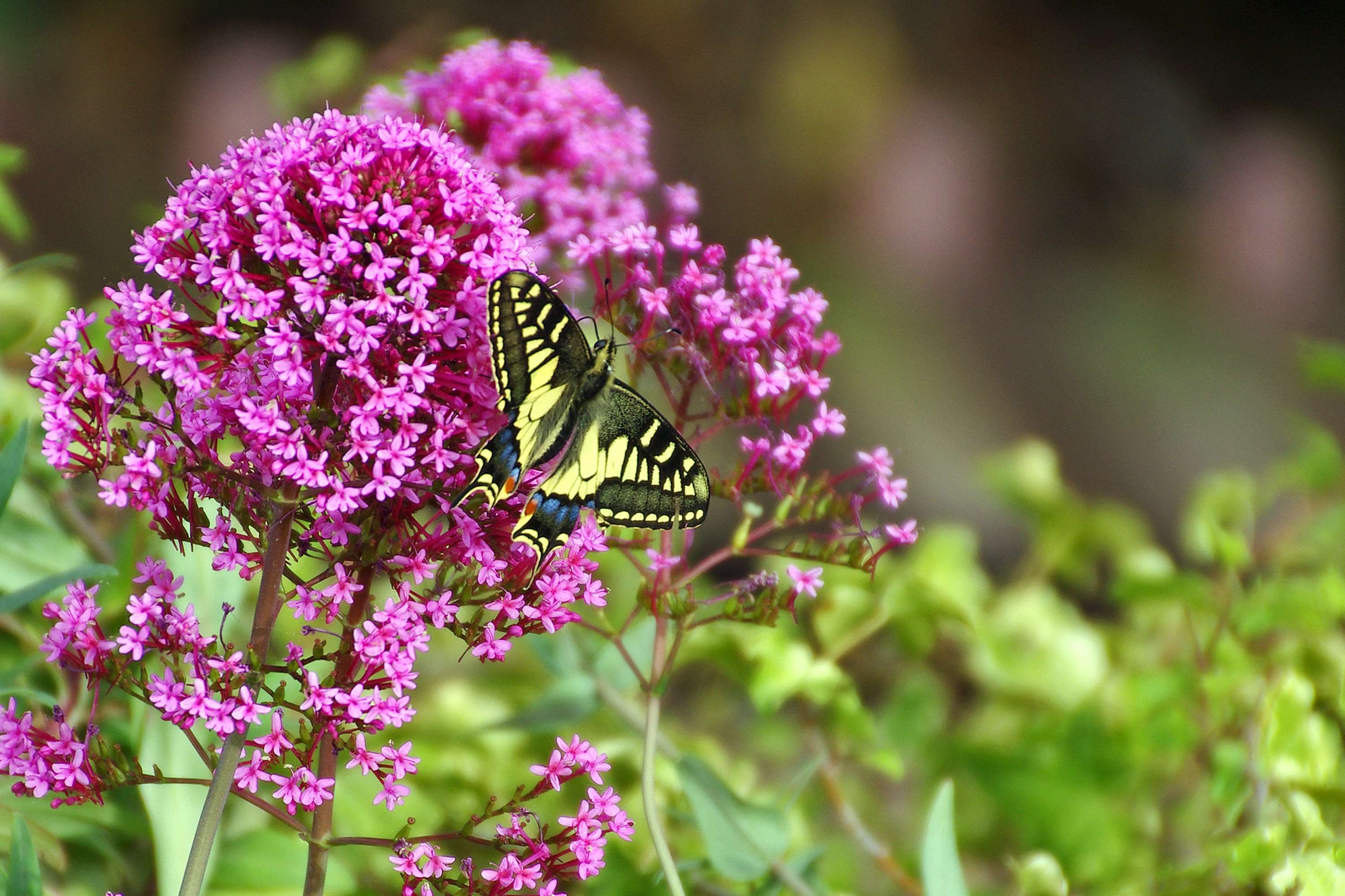 Buddleja, Butterflies, Butterfly, Colors, Flowers, - Schmetterling Und Blumen , HD Wallpaper & Backgrounds