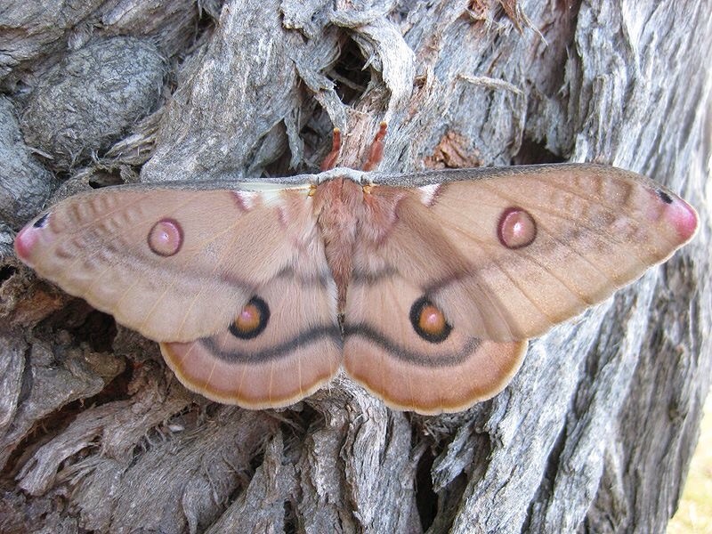 Moths Images Emperor Gum Moth Hd Wallpaper And Background - Opodiphthera Eucalypti , HD Wallpaper & Backgrounds
