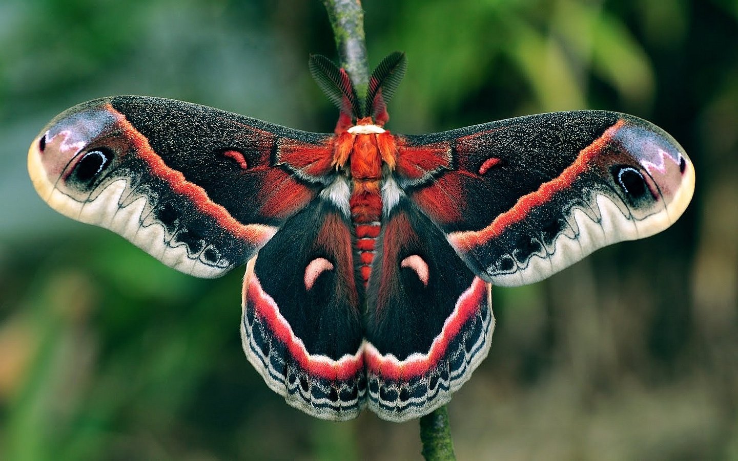 Wallpapers Id - - Cecropia Moth , HD Wallpaper & Backgrounds