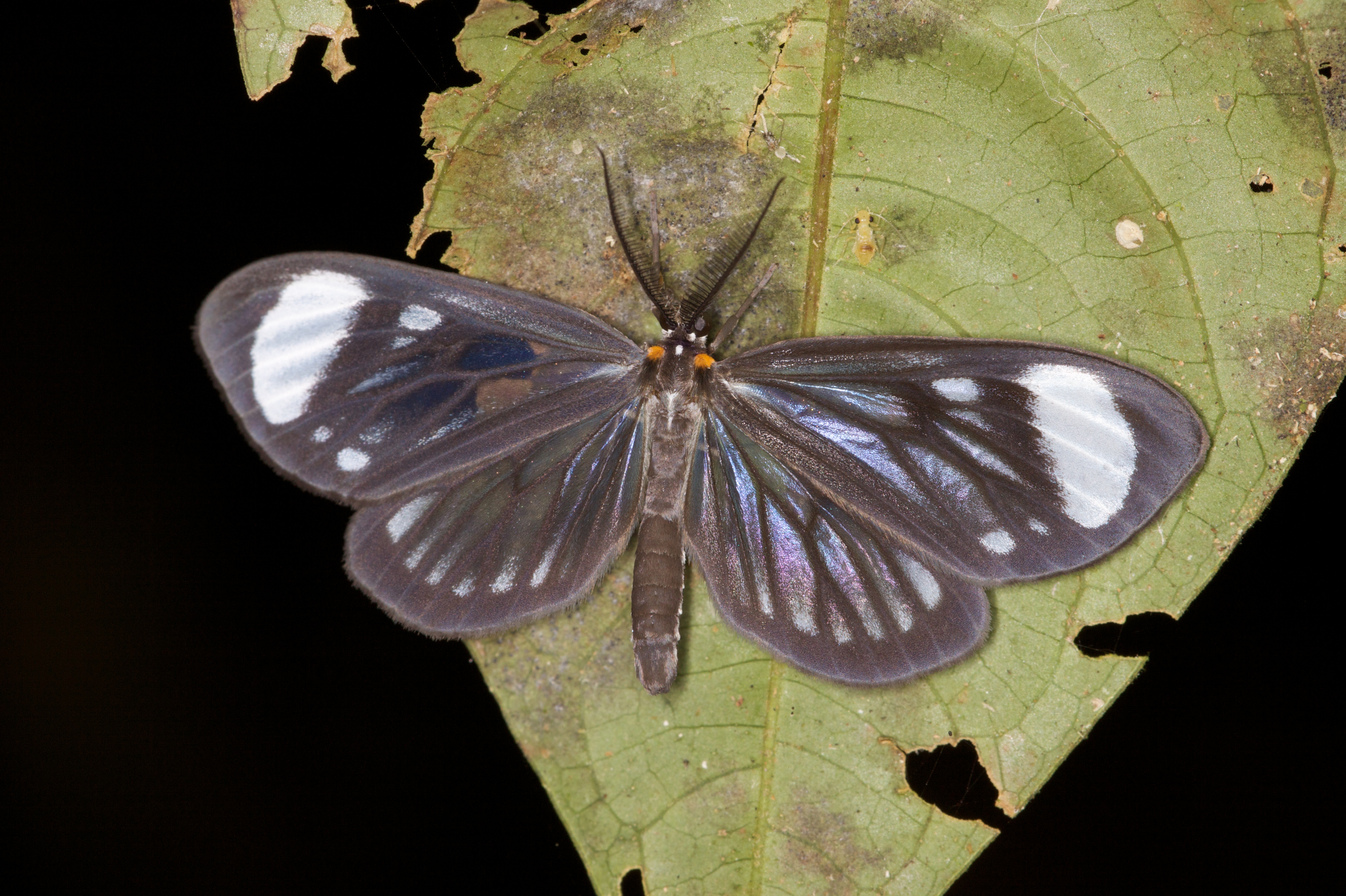 Moth Wallpaper - Brush-footed Butterfly , HD Wallpaper & Backgrounds