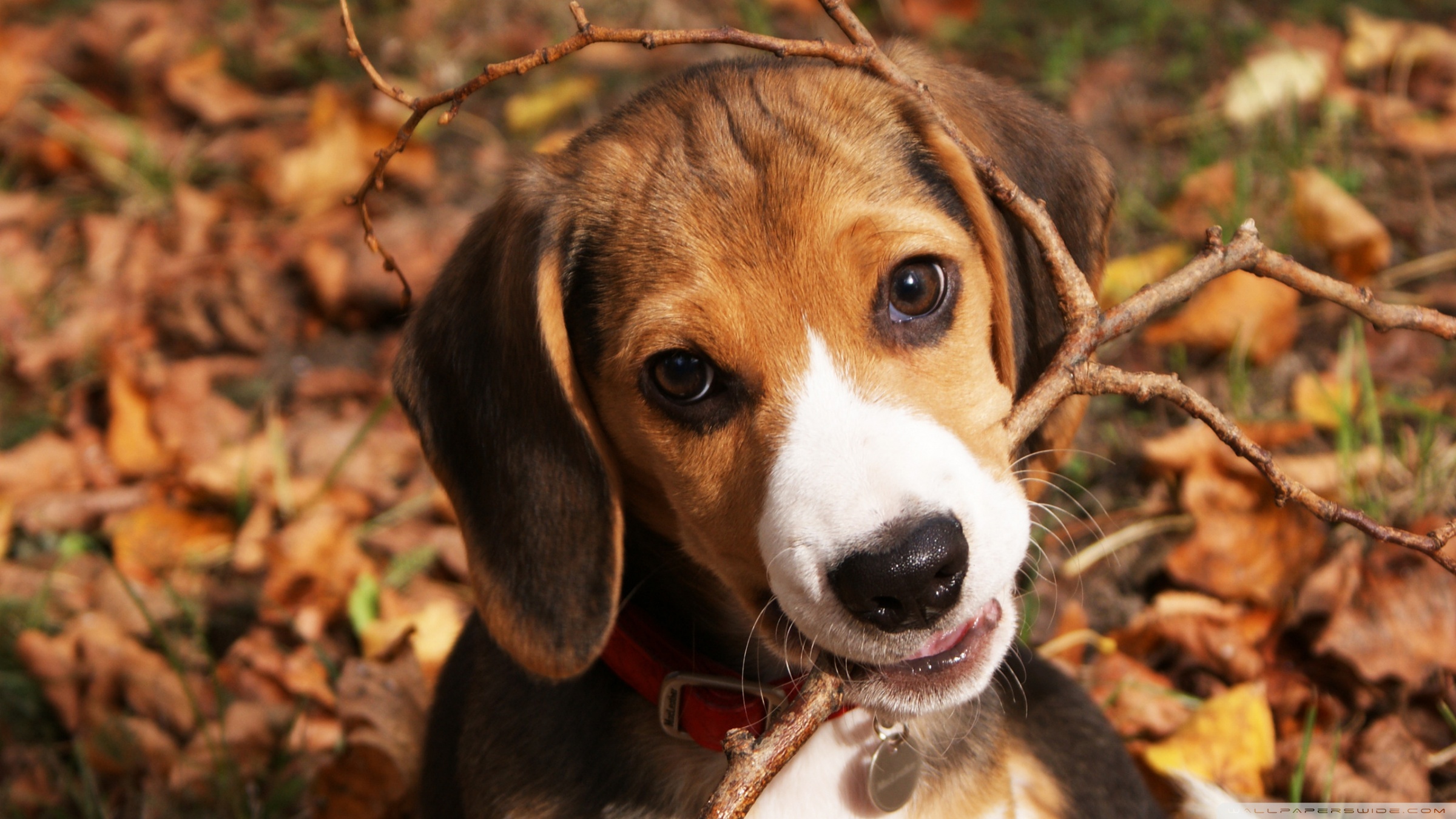 American Foxhound Hd Wallpaper - Beagle Puppy Hd , HD Wallpaper & Backgrounds