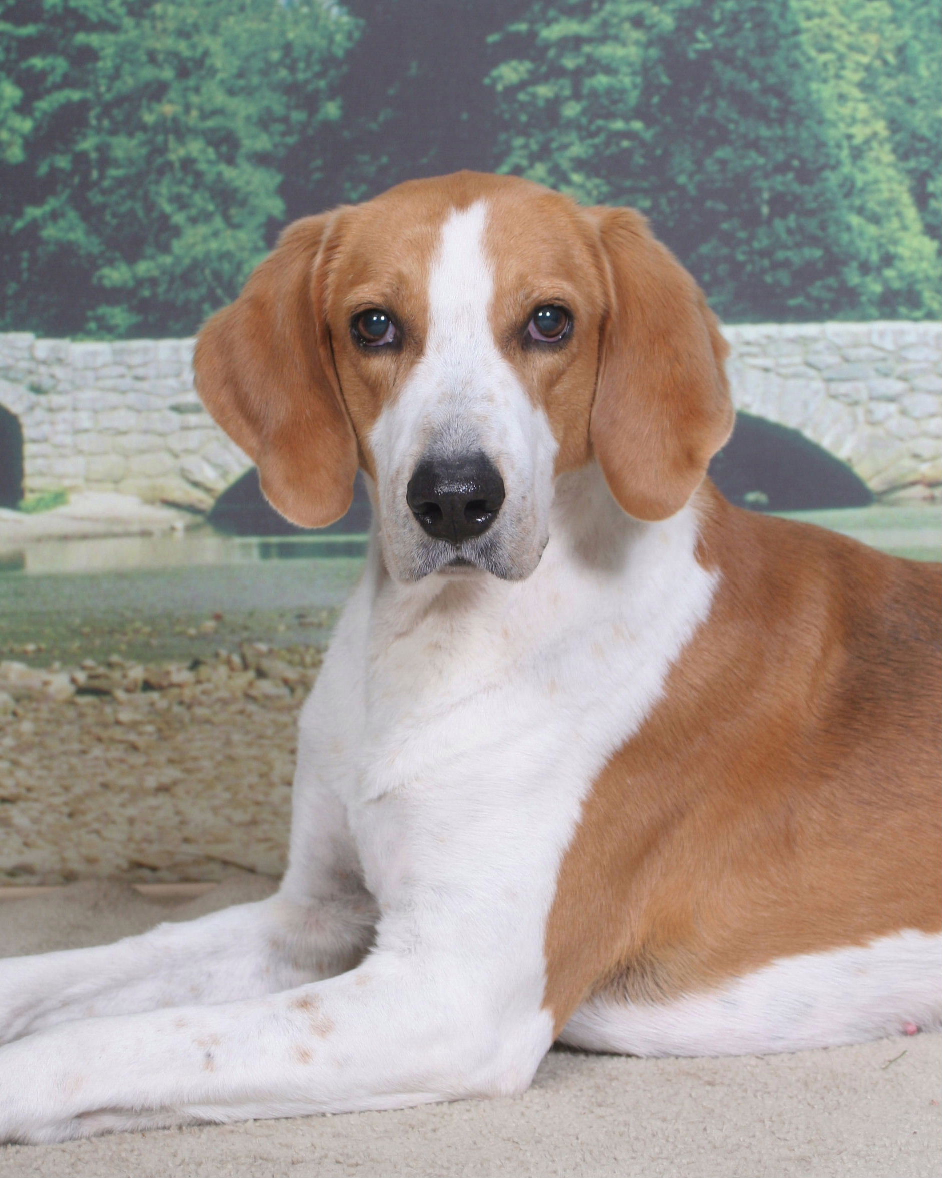 American Foxhound Dog Portrait Photo - Companion Dog , HD Wallpaper & Backgrounds