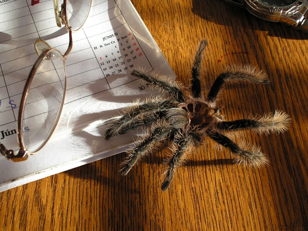 Spiders Crawlies Arachnids Secretary Spectacles Paperwork - Tarantula , HD Wallpaper & Backgrounds