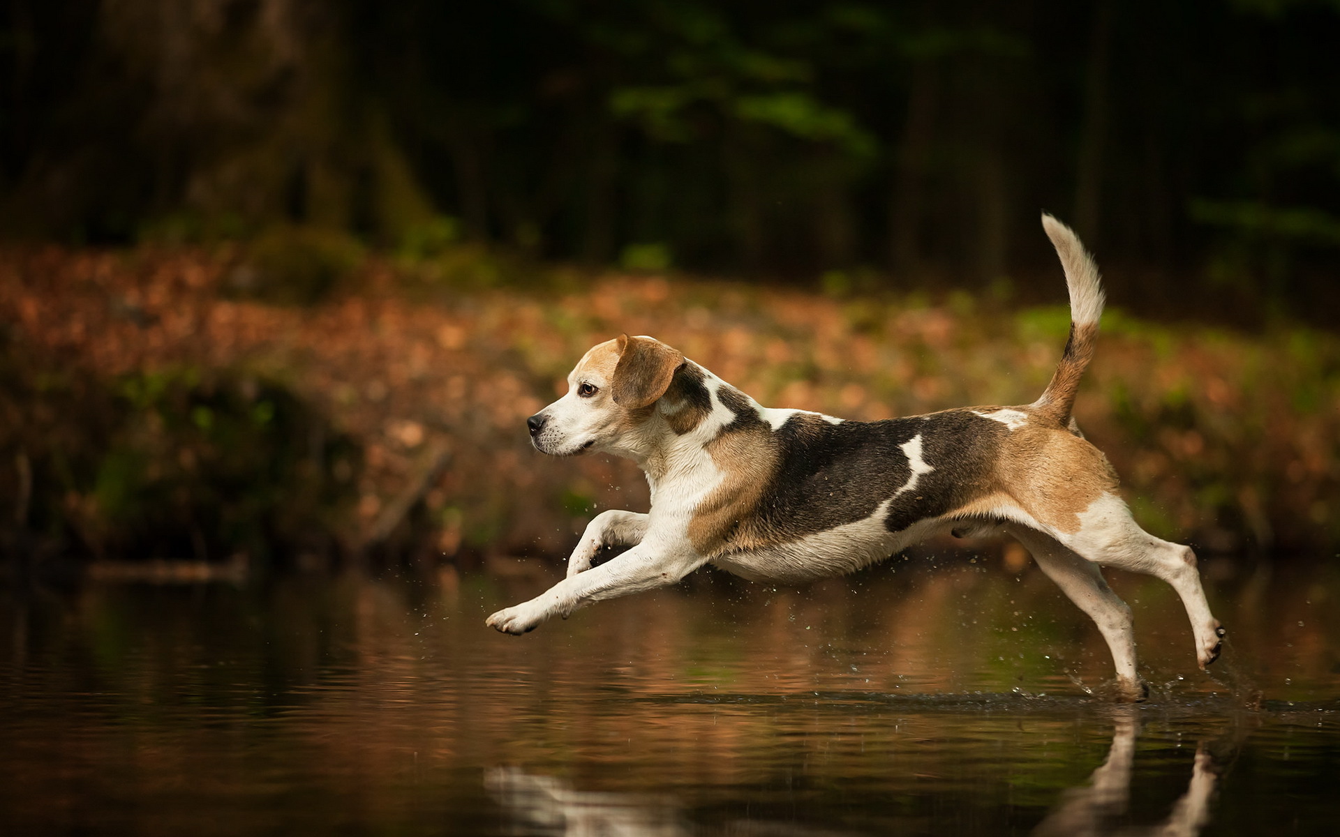 American Foxhound Hd Wallpaper - Fondos Perros En El Agua , HD Wallpaper & Backgrounds