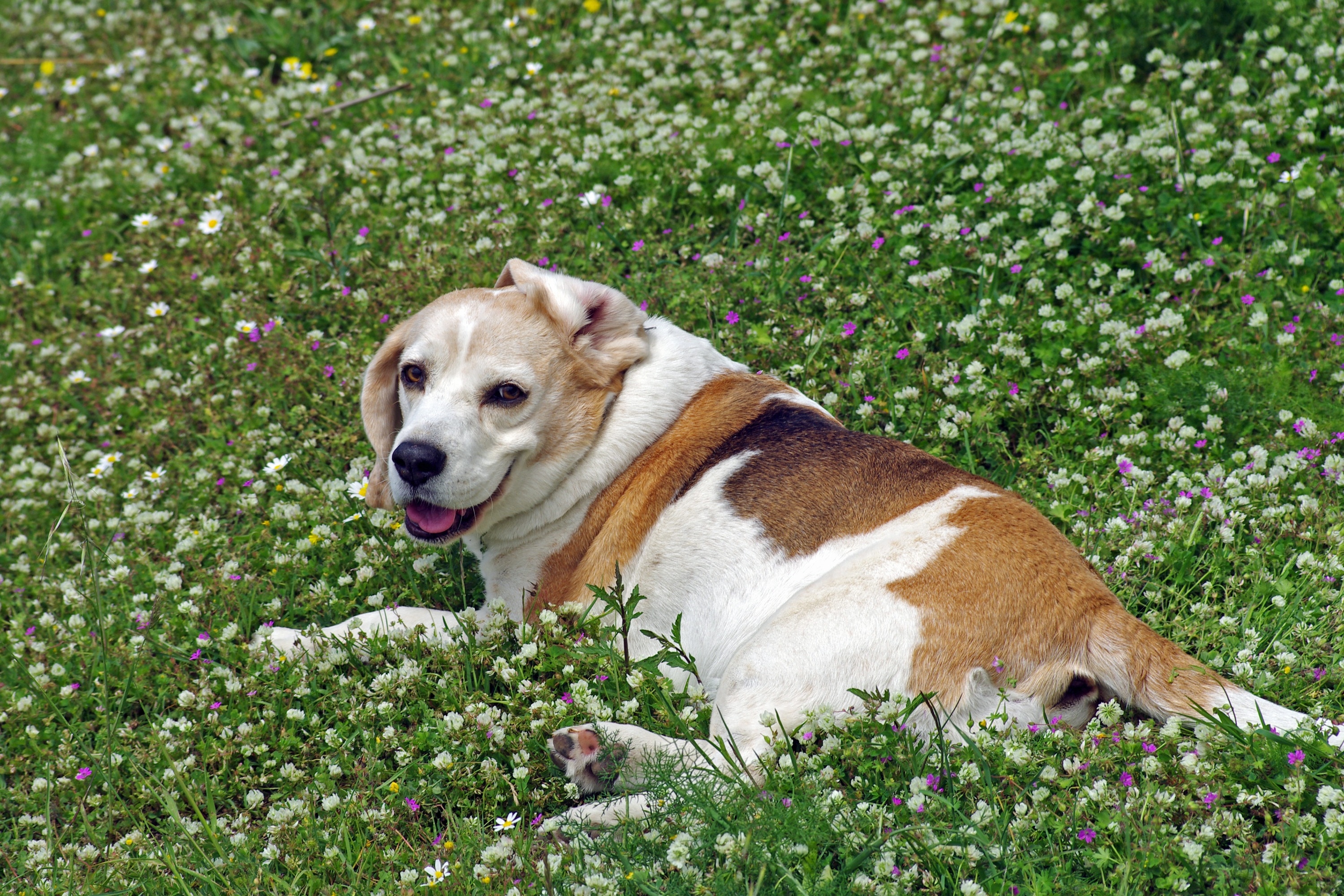 White Tan Black English Foxhound - Beagle , HD Wallpaper & Backgrounds