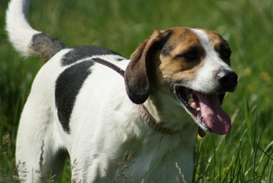 Training Your American Foxhound To Listen To You - Fox Hound Dog Puppy , HD Wallpaper & Backgrounds