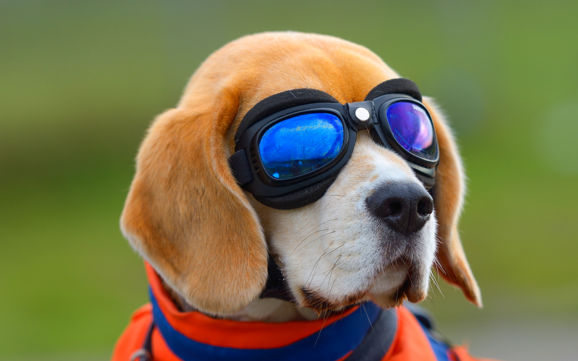 Beagle, Spectacles, Cute Dog, Pets, Dogs, Cute Animals, - Beagle With Goggles , HD Wallpaper & Backgrounds