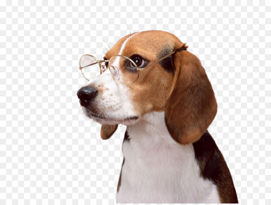 Beagle-harrier Puppy Desktop Wallpaper - Small Dog Breeds Philippines , HD Wallpaper & Backgrounds