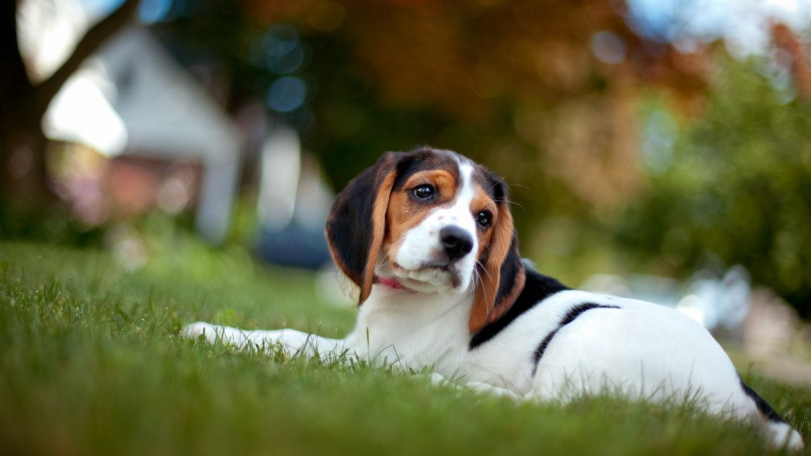 Puppy Grass Lie Down Baby Dog - Beagle Puppy Pc Wallpaper Hd , HD Wallpaper & Backgrounds