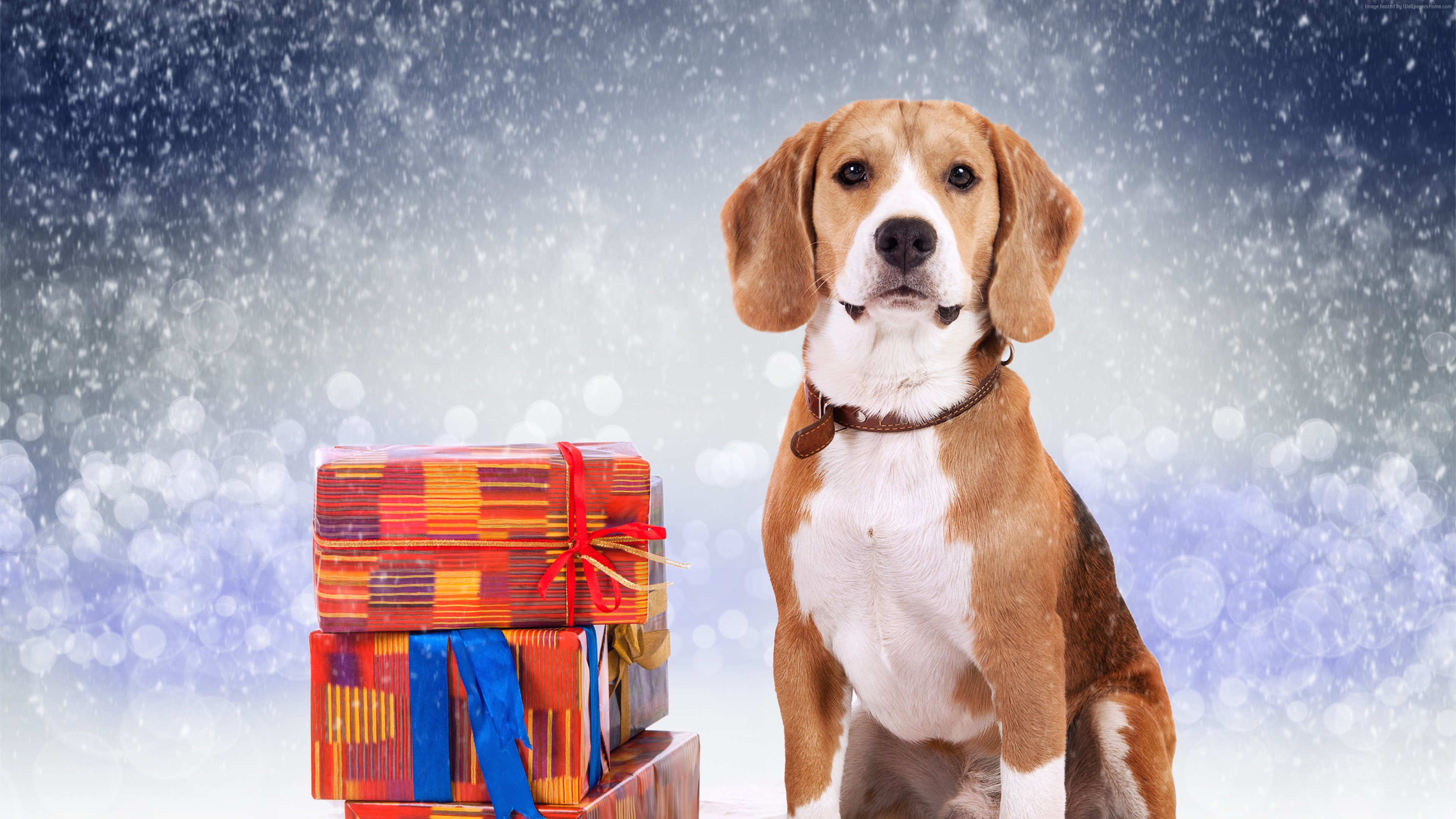 Previous Wallpaper - Dog And New Year Hd , HD Wallpaper & Backgrounds